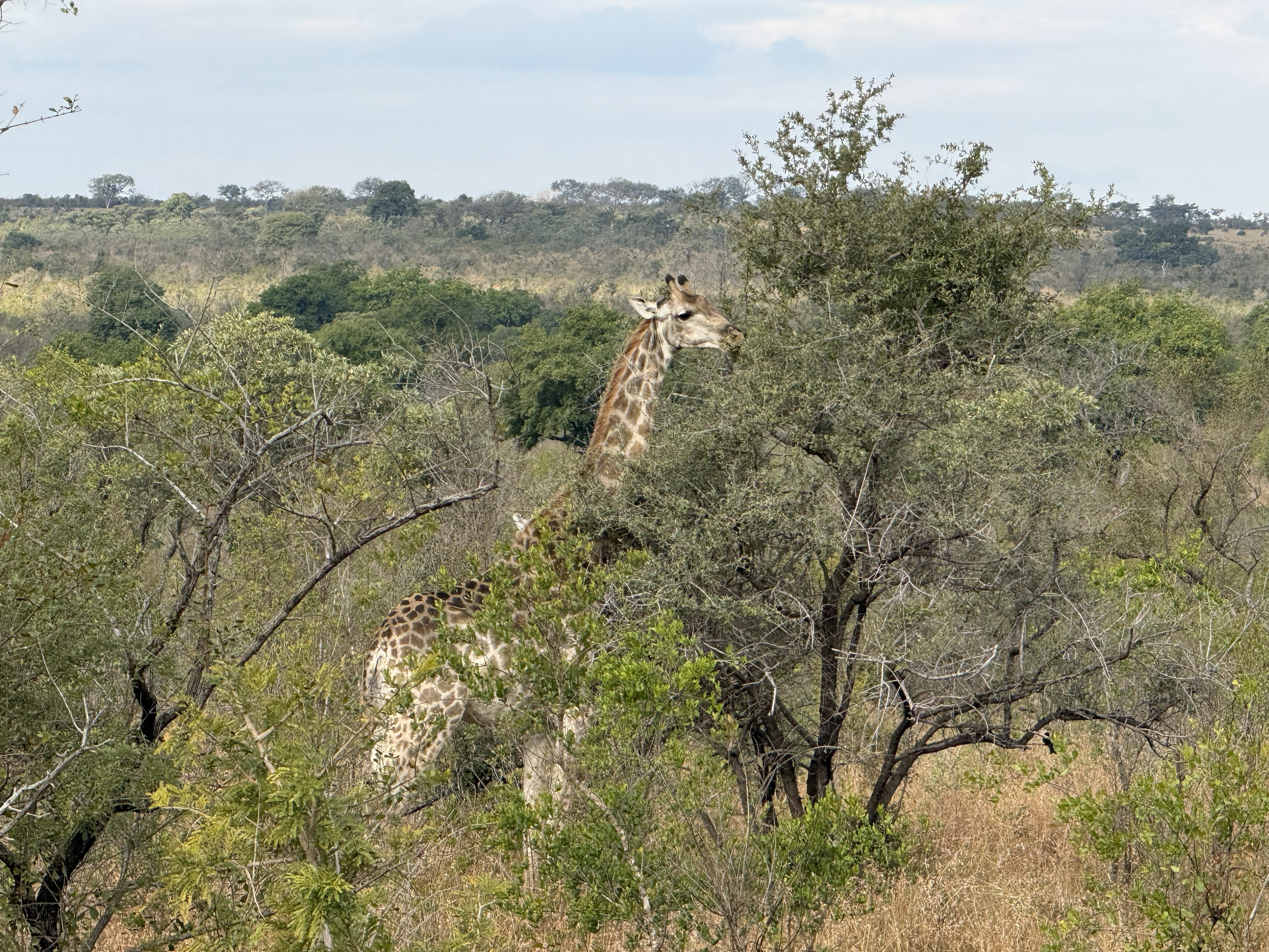 Giraffe. They are always further away than you think and bigger than you remember.