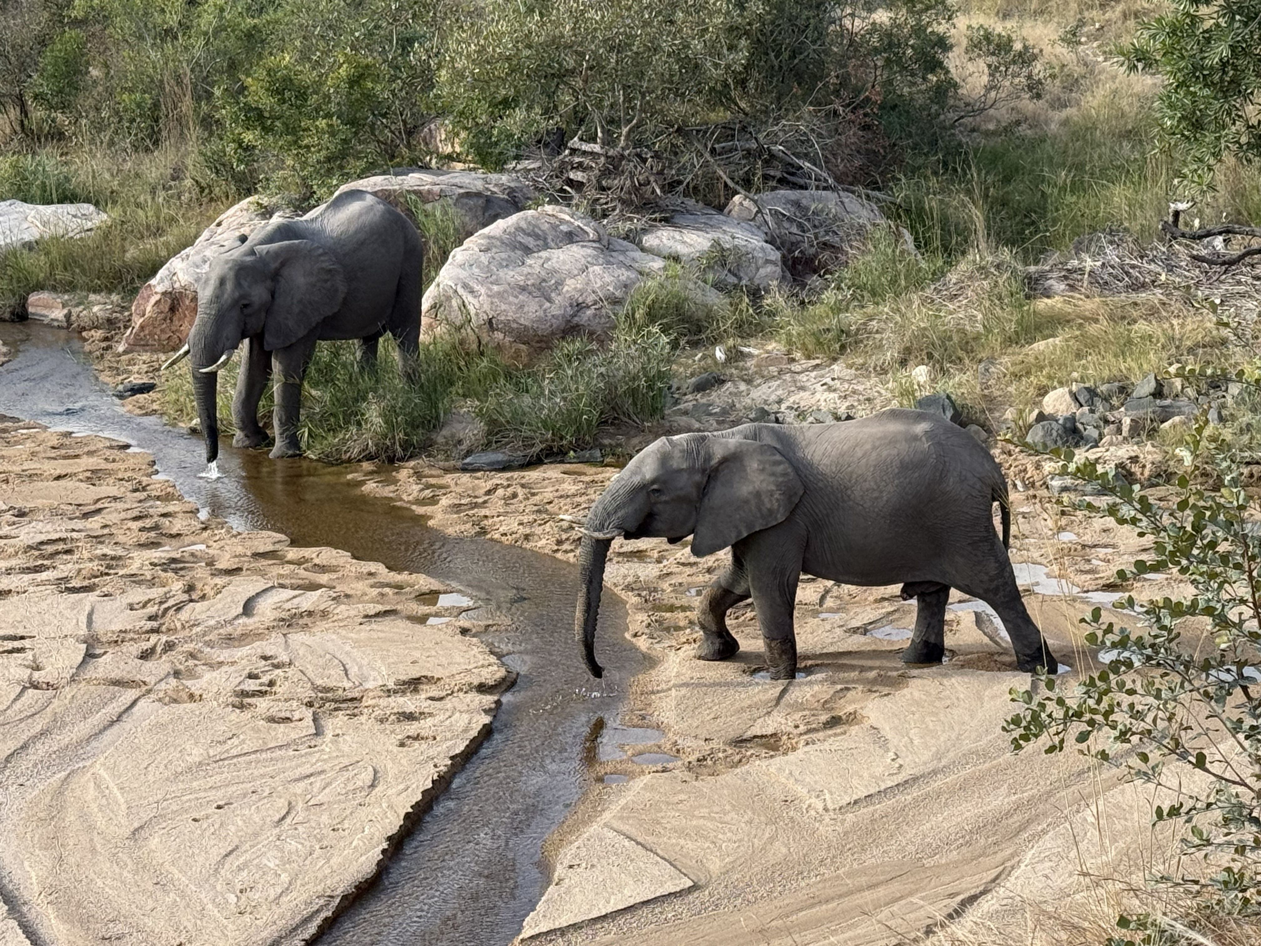 Elephants at the water, in single file, unhurried.