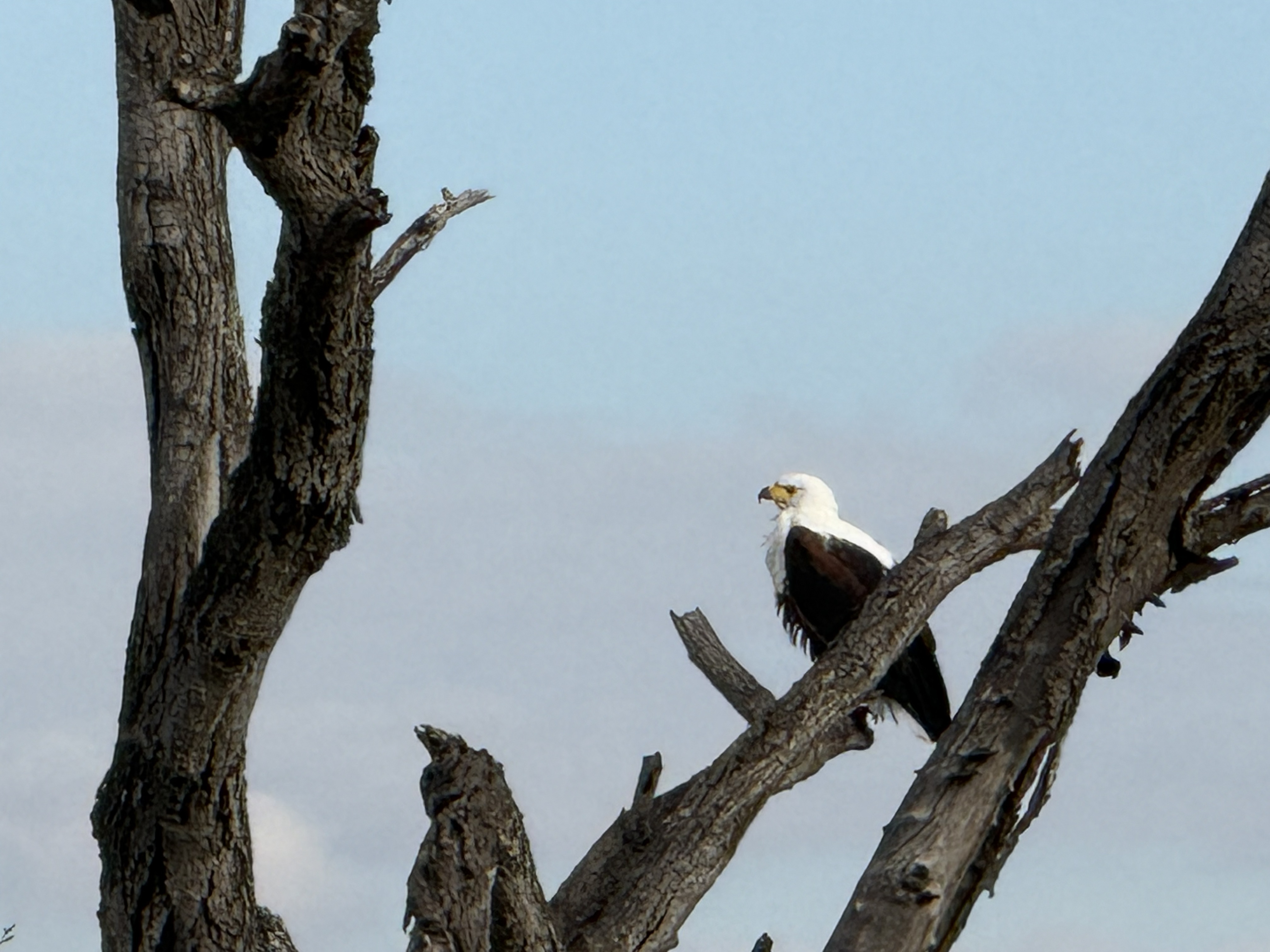 A fish eagle, sitting exactly where a fish eagle sits.