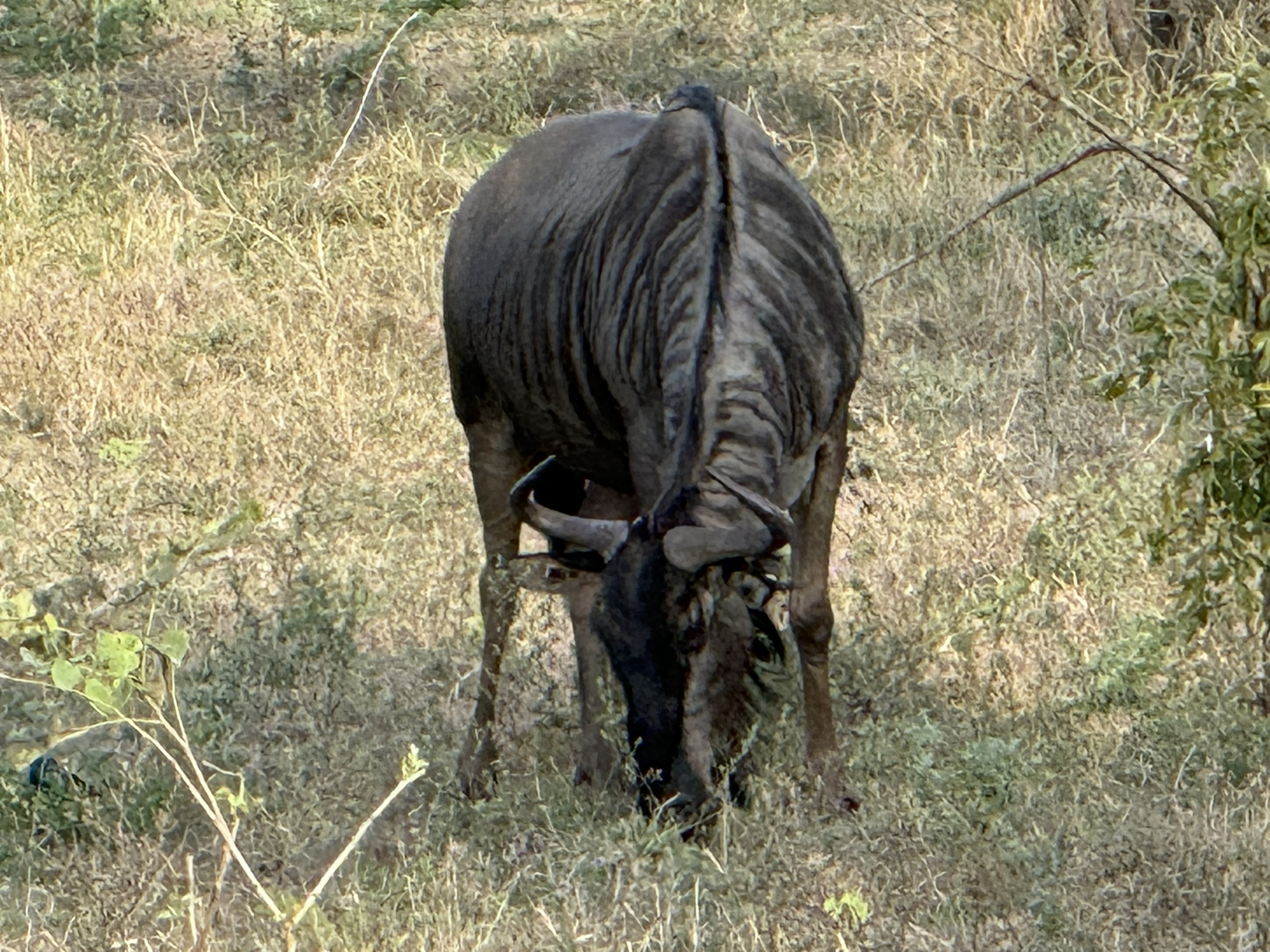 One wildebeest, up close, in the last good light.