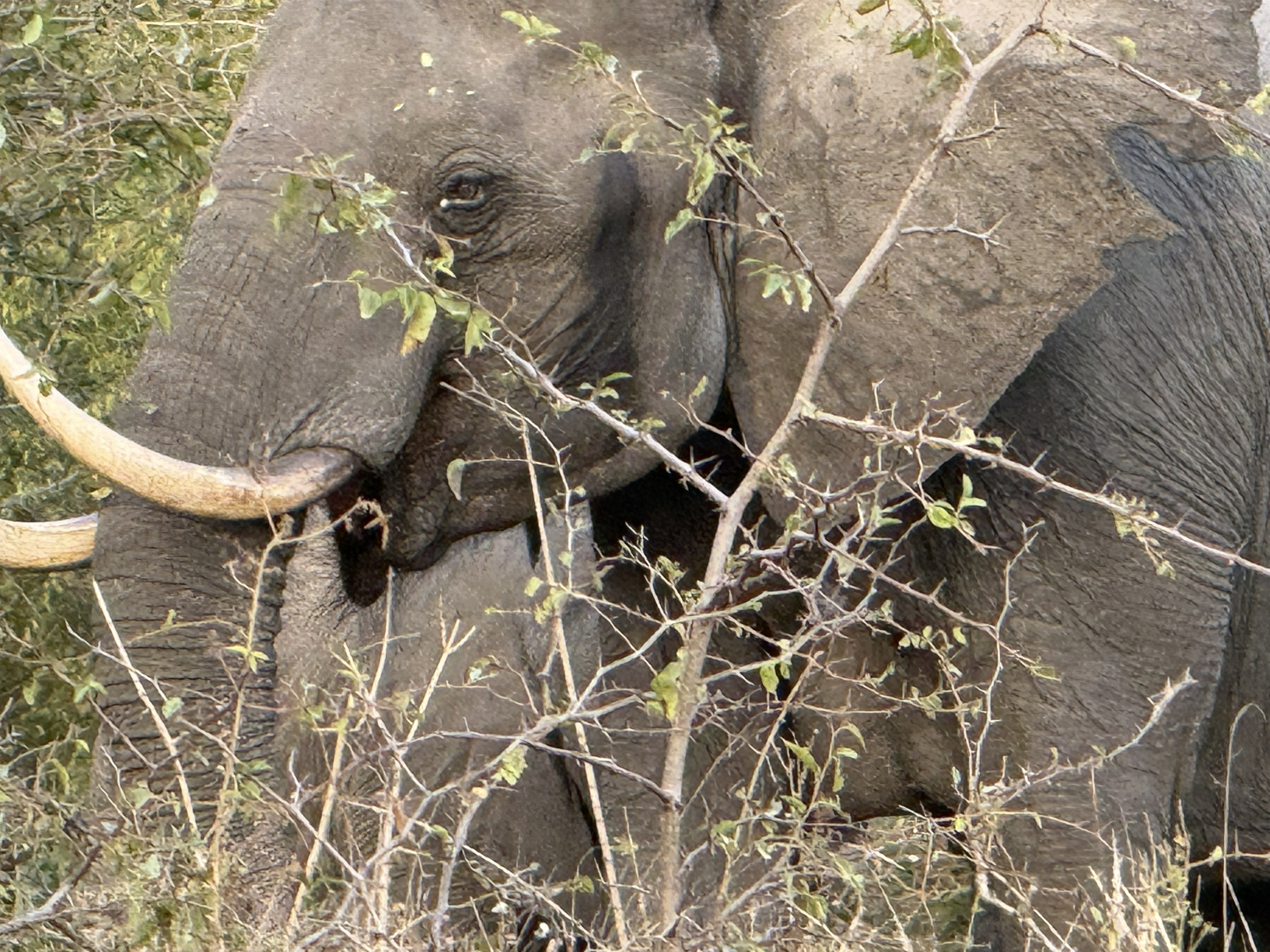 An elephant, at the range this vehicle permits, which is to say close.