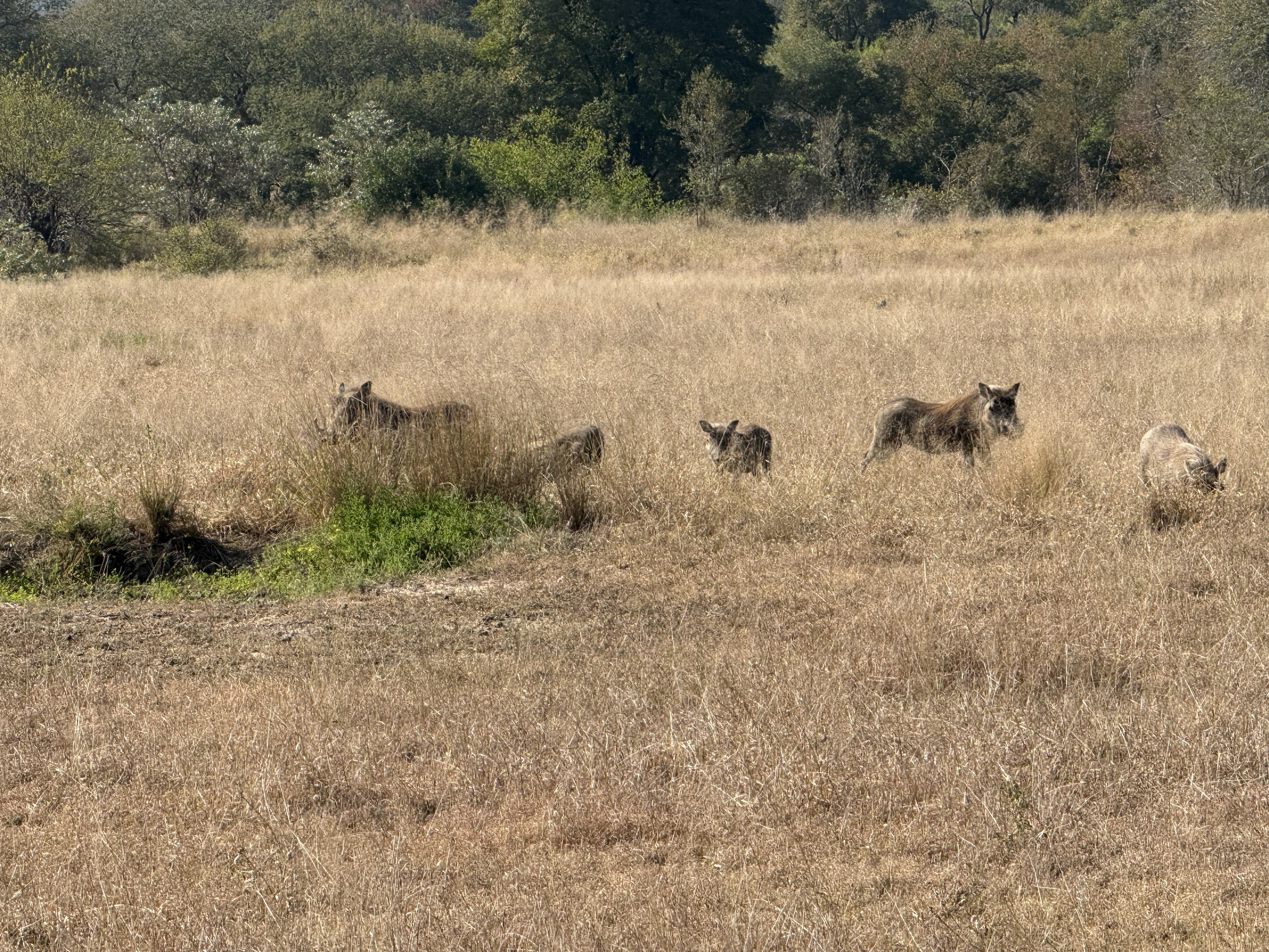 Warthogs, going somewhere with tremendous urgency and no discernible plan.