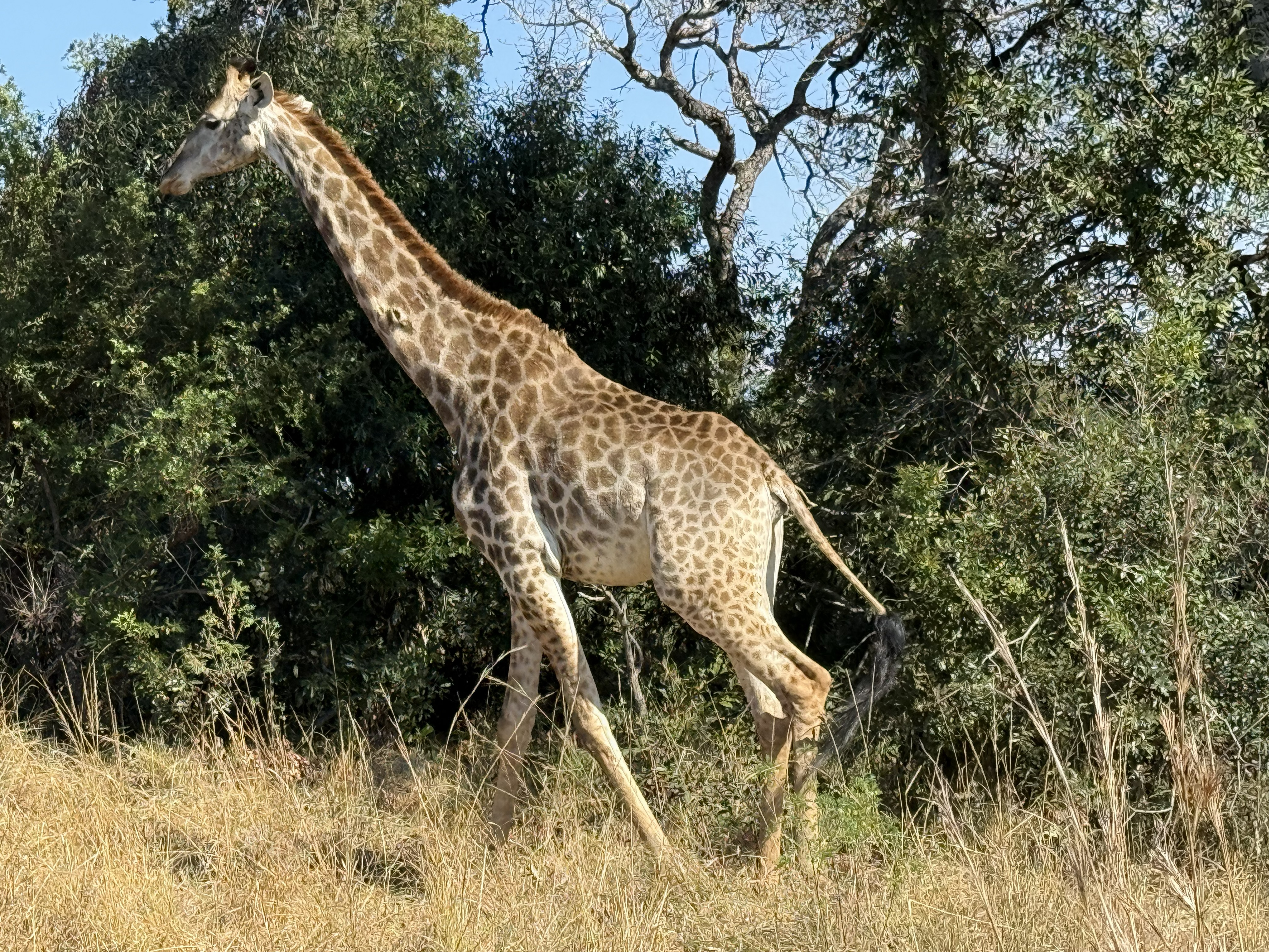 Giraffe. There is no dignified way for them to do anything, and they do it all beautifully anyway.