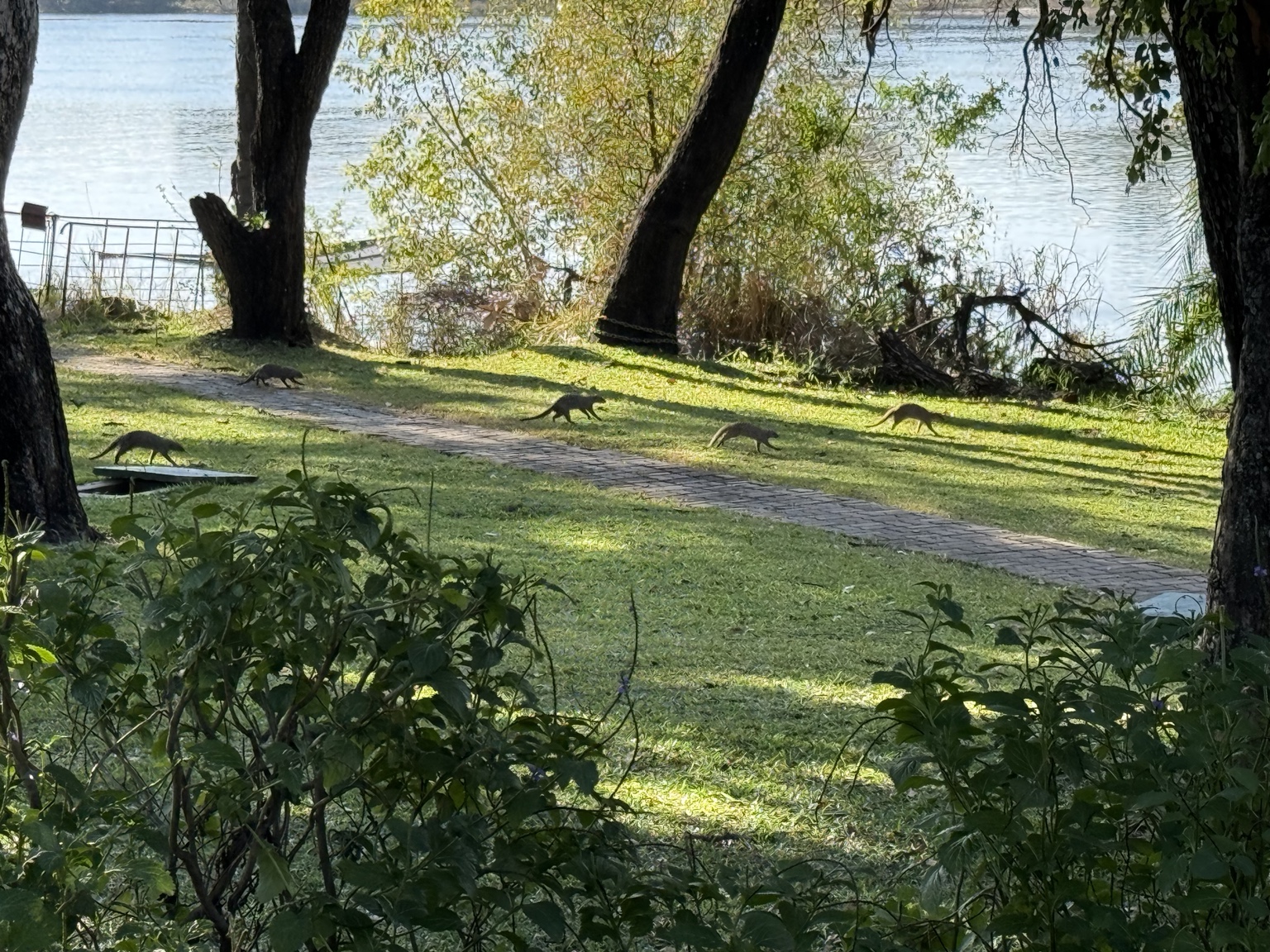The welcoming committee: a whole gang of banded mongooses filing across the lawn between us and the river, in single file, on business of their own and entirely unimpressed by us.