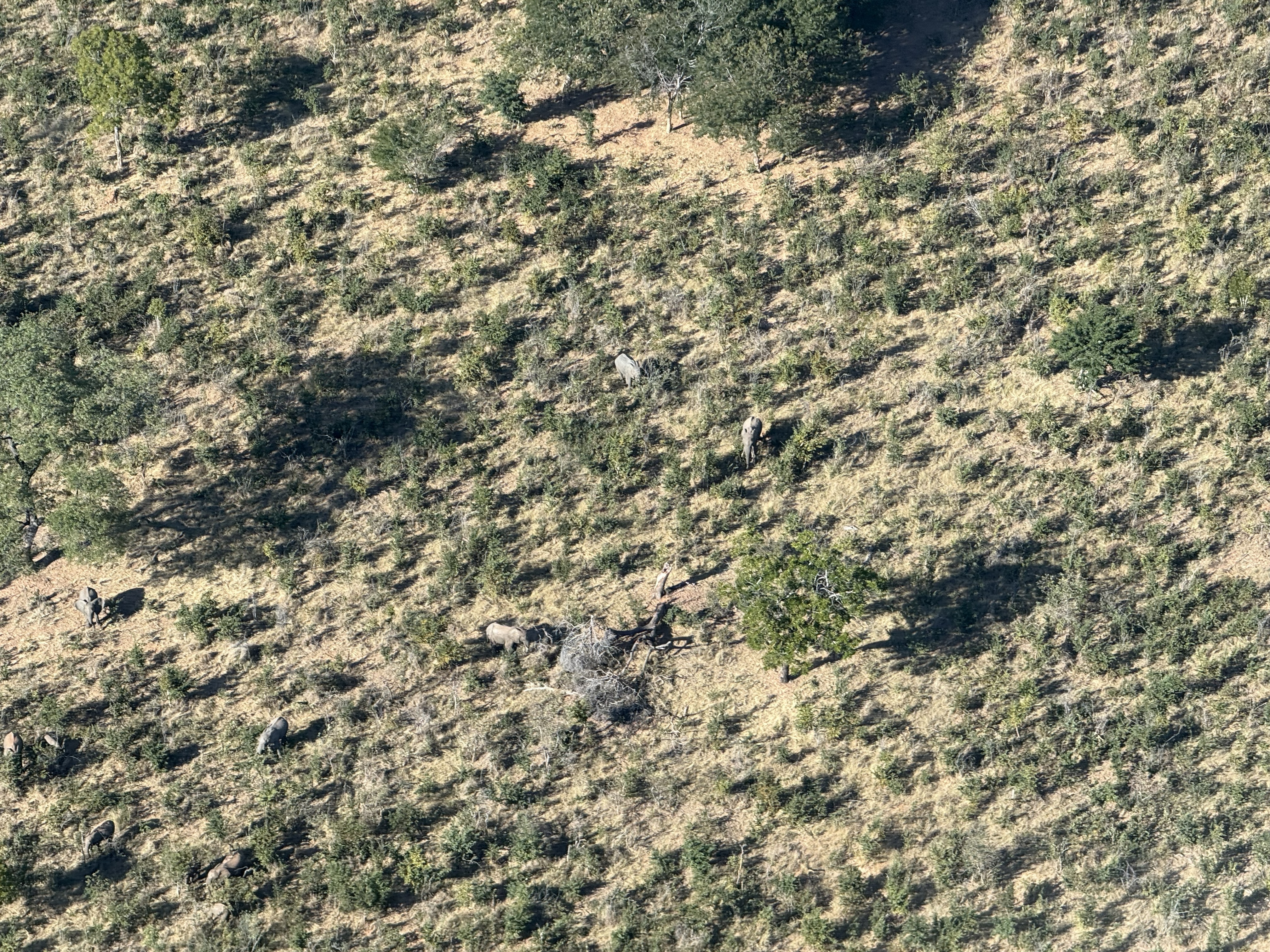 And look closely at this one: a herd of elephants, from the air, moving through the bush below. From a helicopter they look like beads on a string — you would never pick them out f