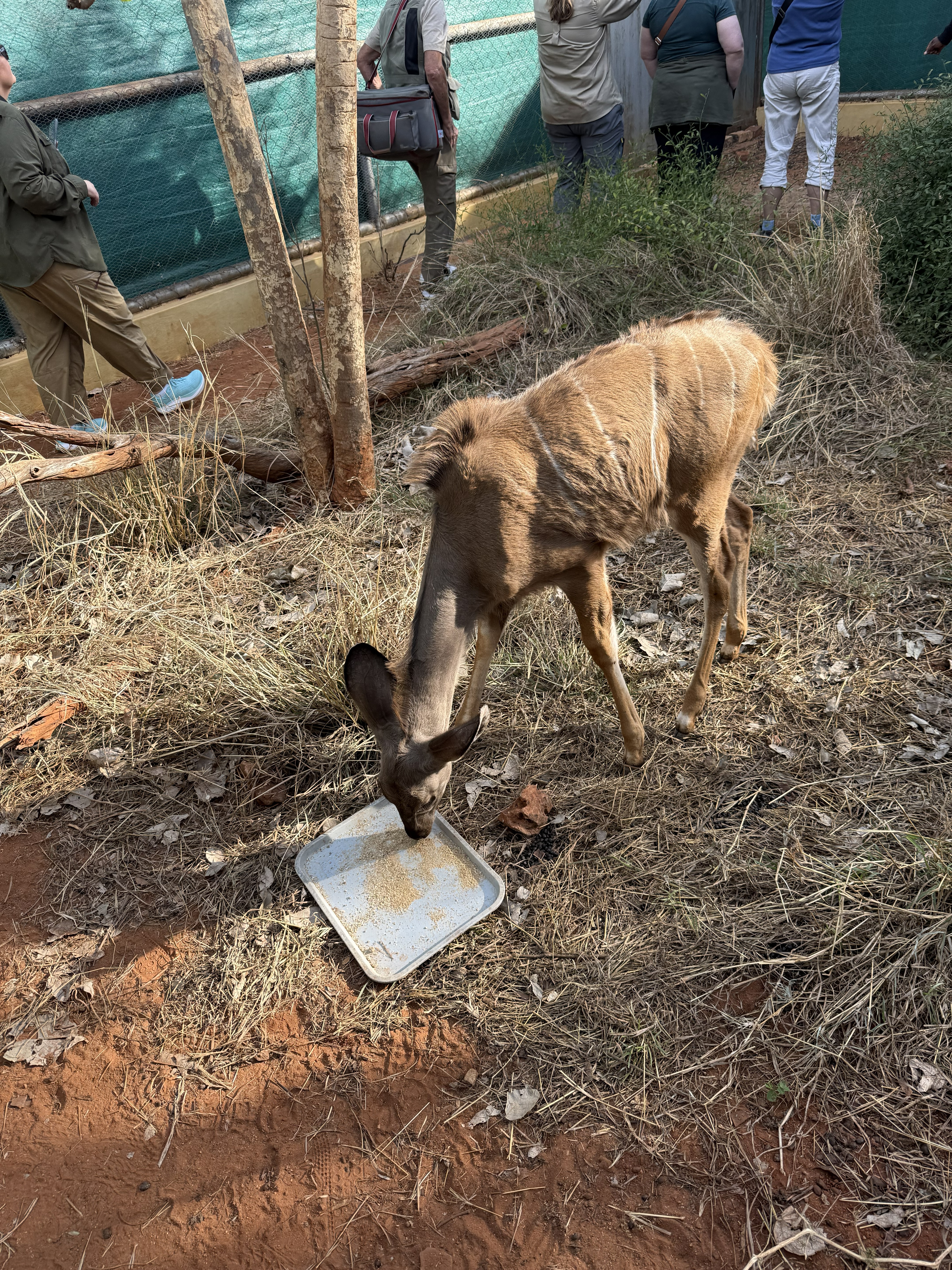A young kudu, orphaned, being raised by hand until it is old enough to have a chance on its own.