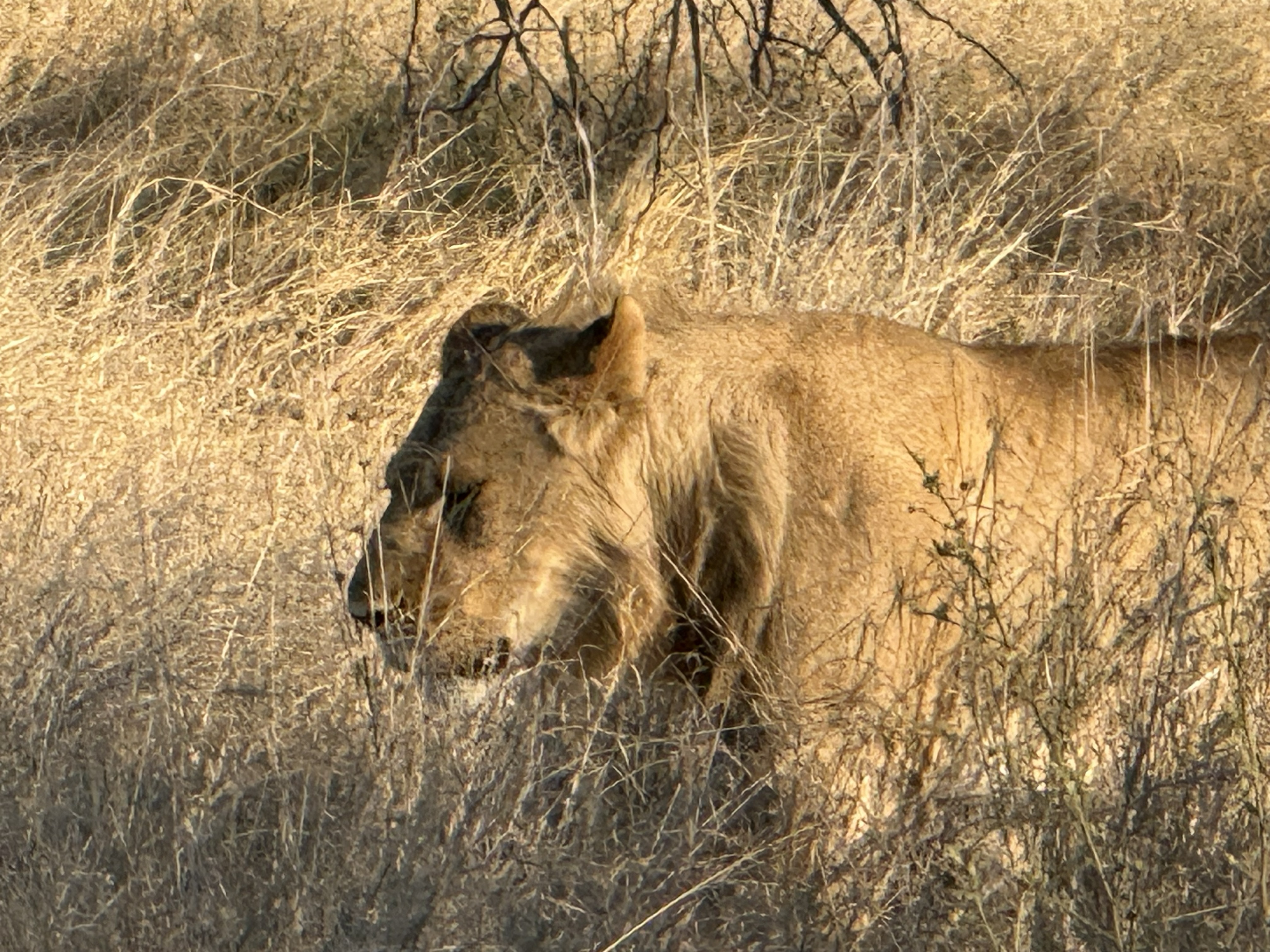 And the male — up at last, mane and all, as though he had been waiting to be sure it was worth the effort.