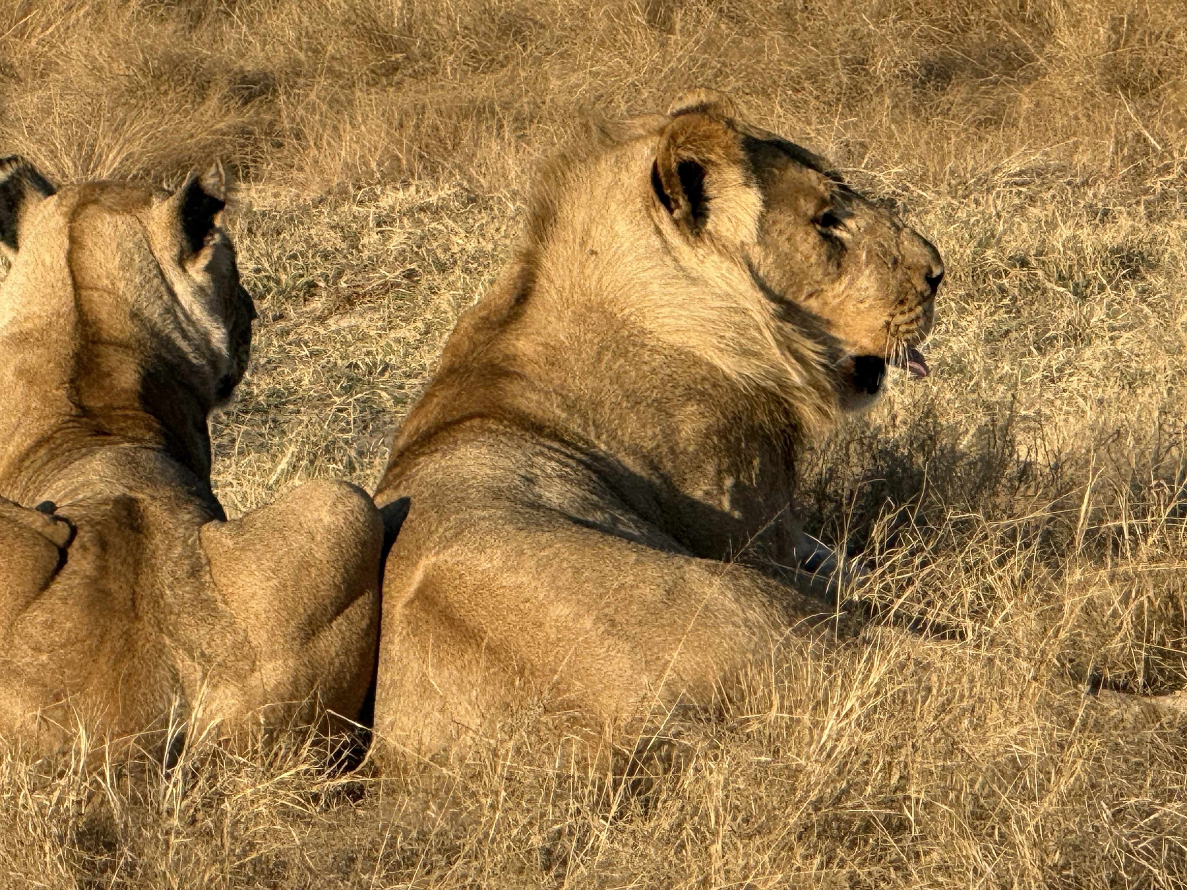 Male and female, down together in the track.