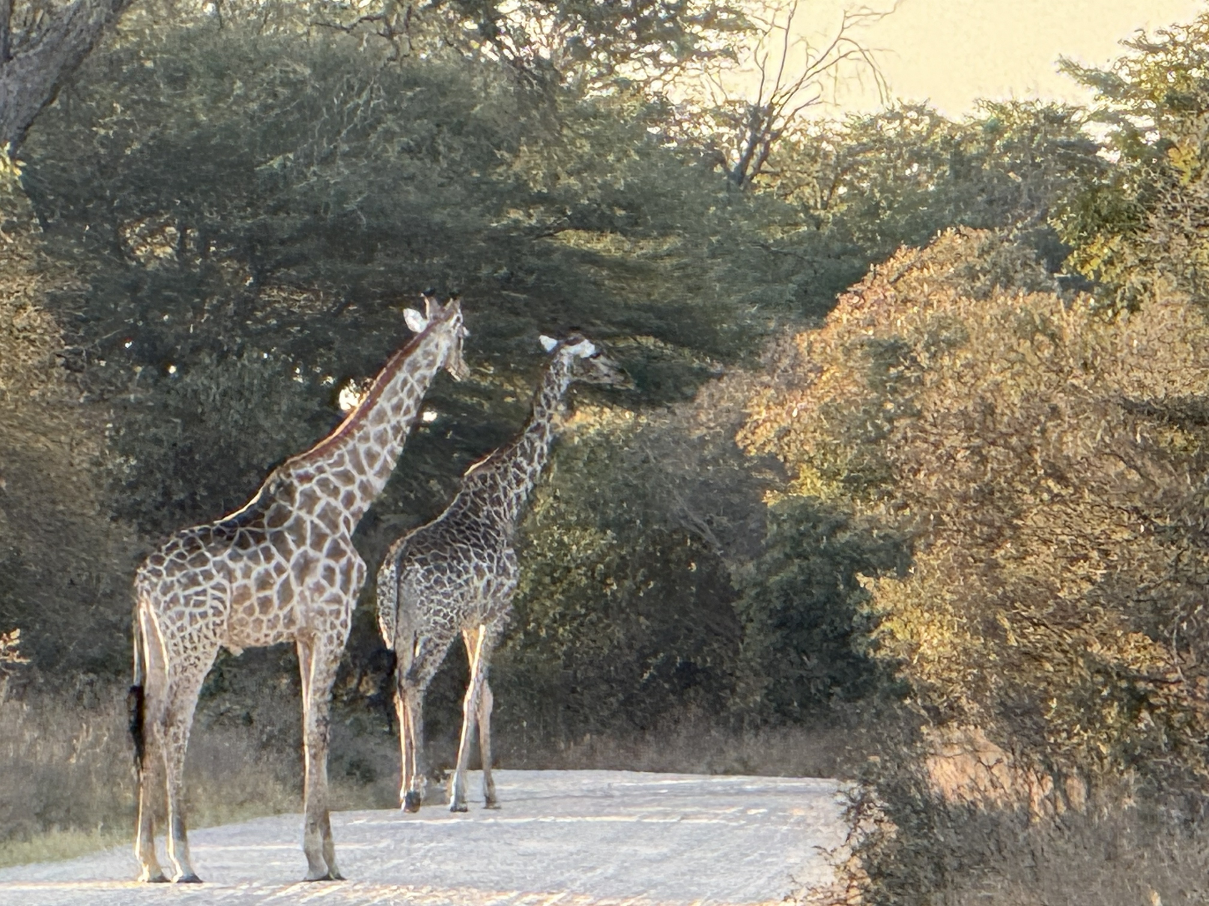 Two giraffe in the road. We had to stop and wait for them to cross, which is the correct order of priority: the giraffe were here first, and they are taller.
