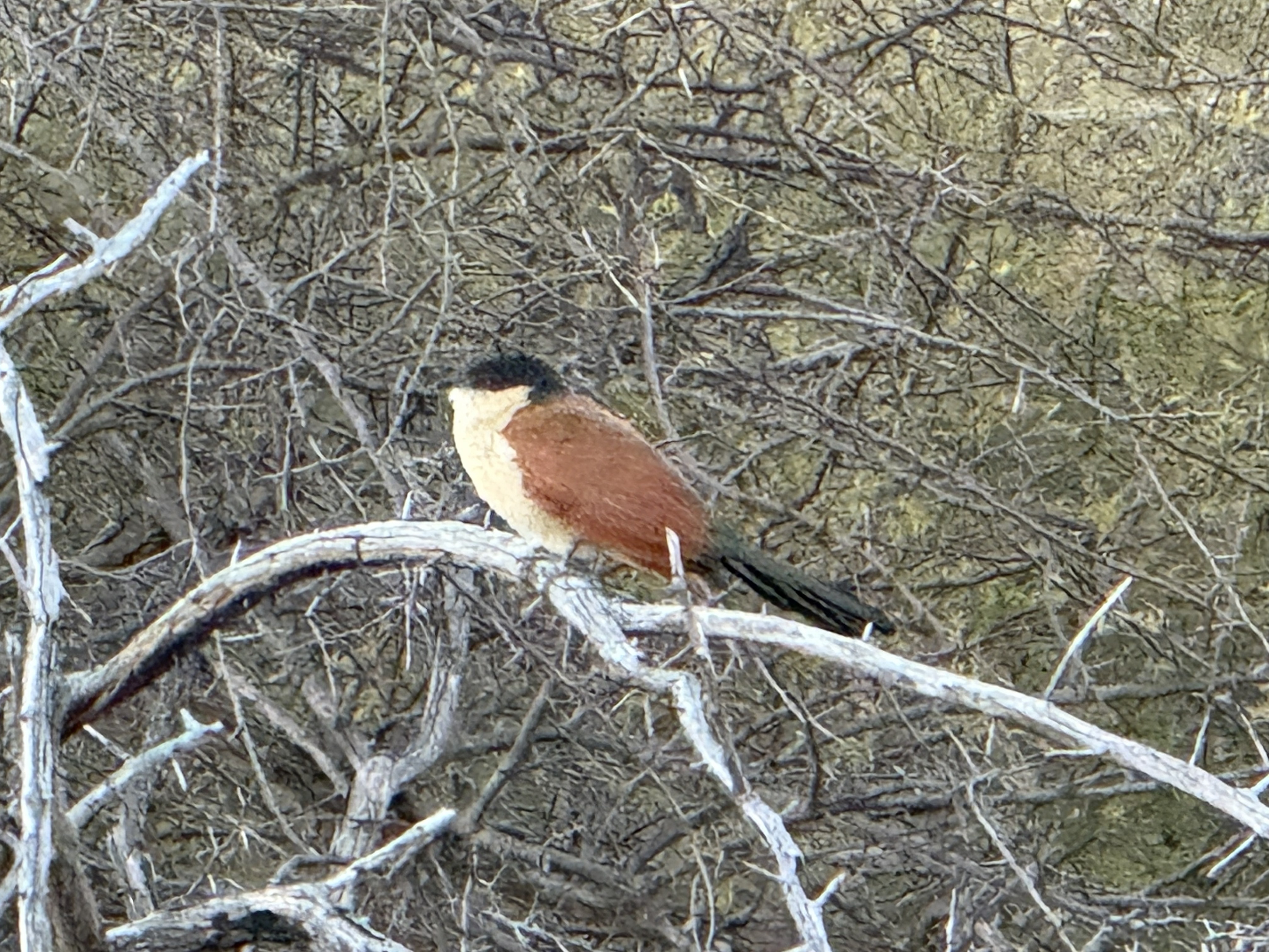 A Senegal coucal, rust and cream and black-capped, tucked into the thornbush. We saw this one earlier, before the hippos — a proper bird, for once, rather than a walking one.