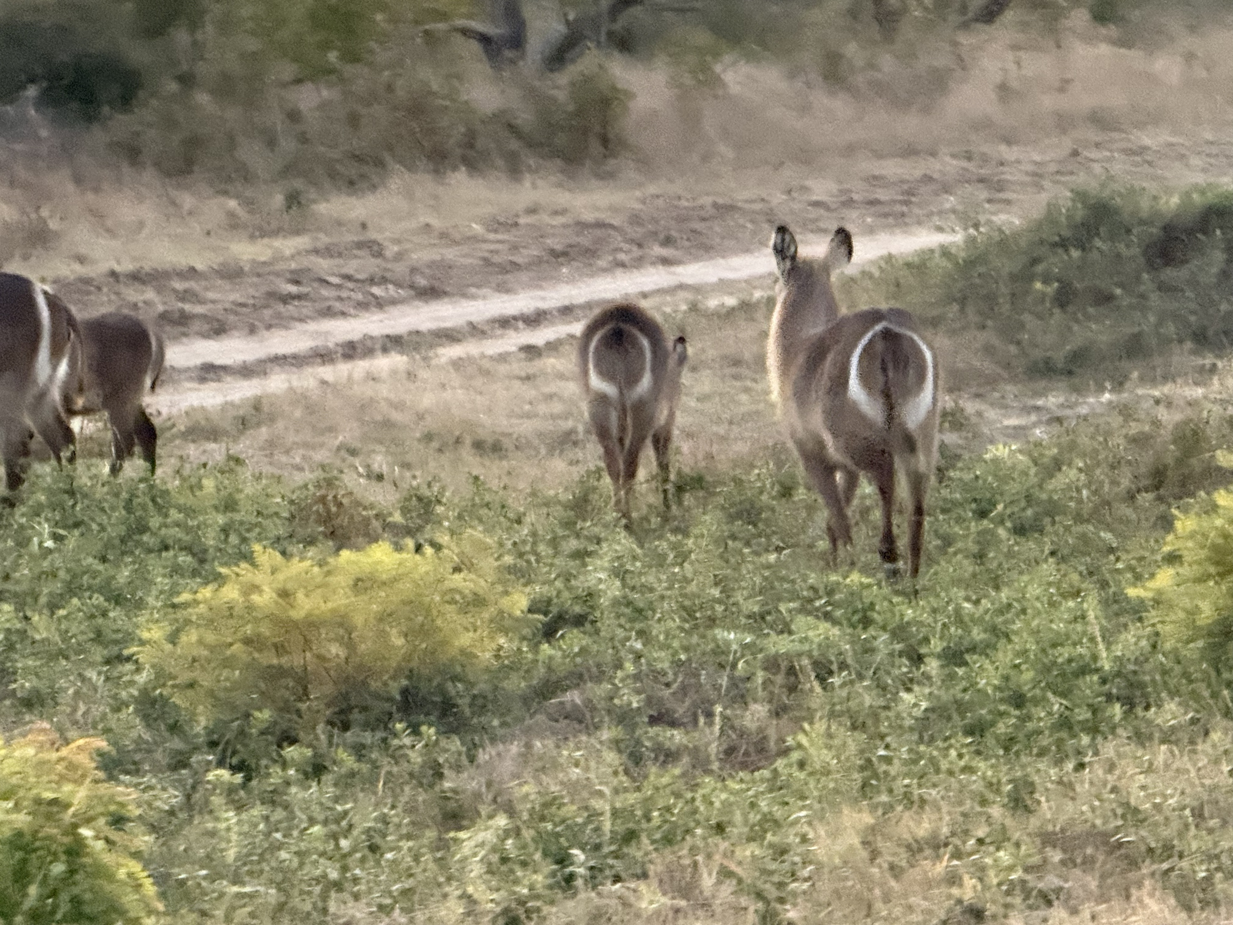 The same animal's best-known feature, which is only visible from behind: a white ring on the rump that looks exactly like it sat on a freshly painted toilet seat. That is, I a