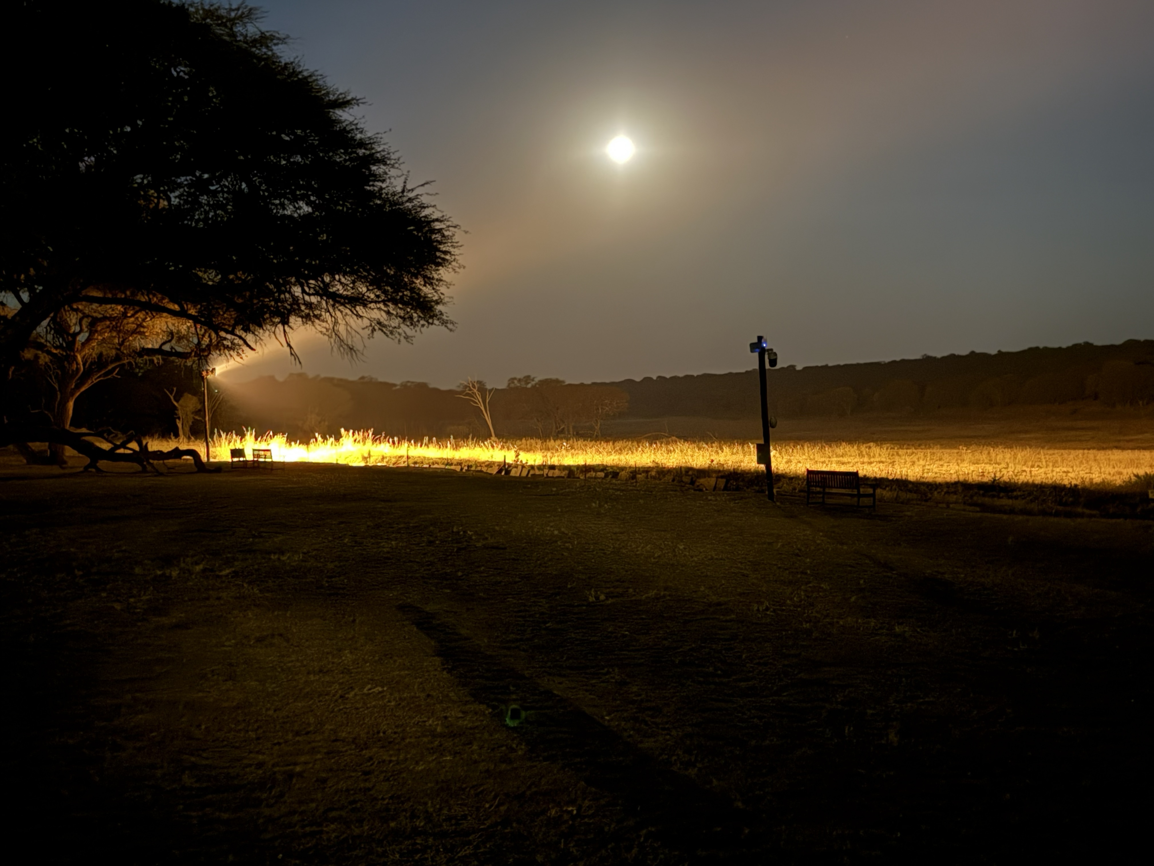 The back of the lodge that night. The waterhole is lit after dark — the pale gold strip along the tree line — because that is when the animals come, and people sit out on those ben