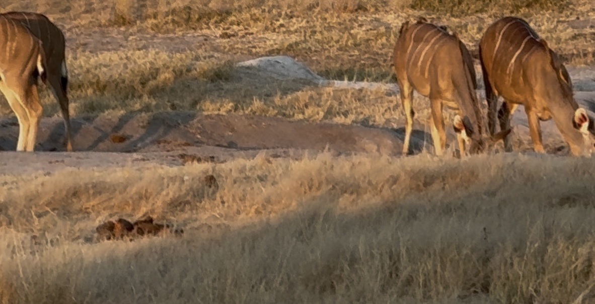 Kudu. The spiral horns and the thin white body-stripes are the giveaway, once you know to look — and by the end of the trip we did, more or less.