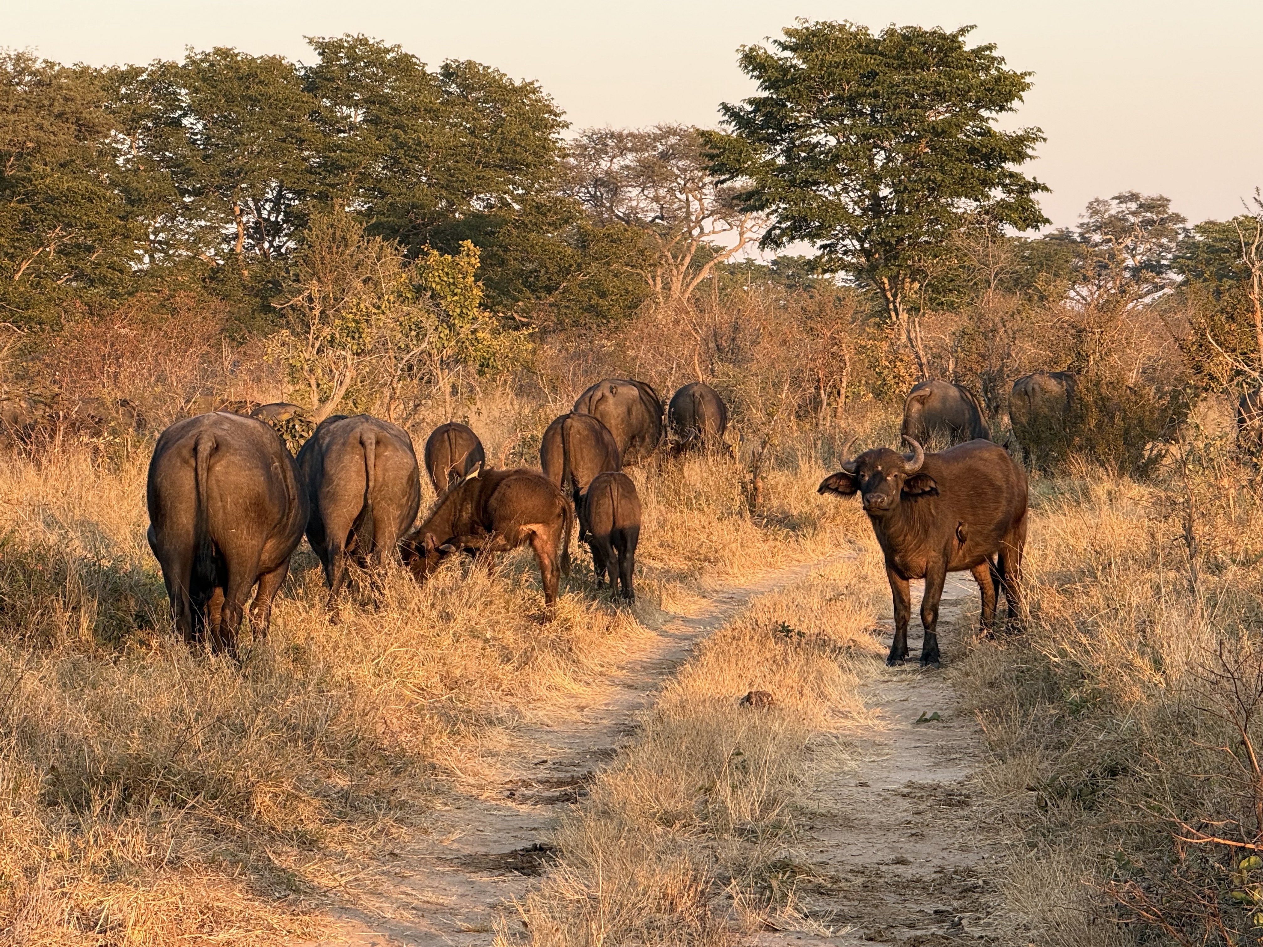 The whole herd moving down the track ahead of us, in the dust, in no hurry to let us past.