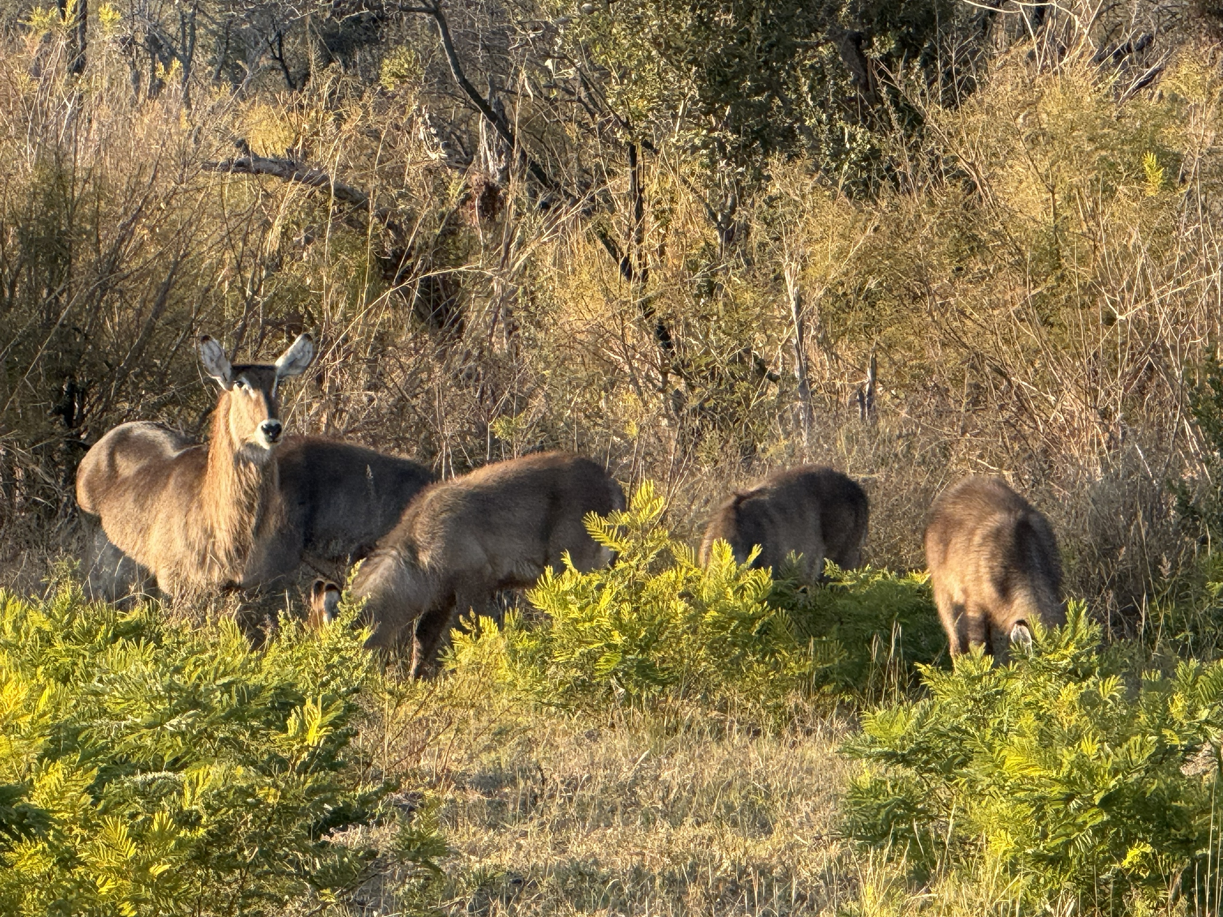 Waterbuck — the females, grazing in a loose group.