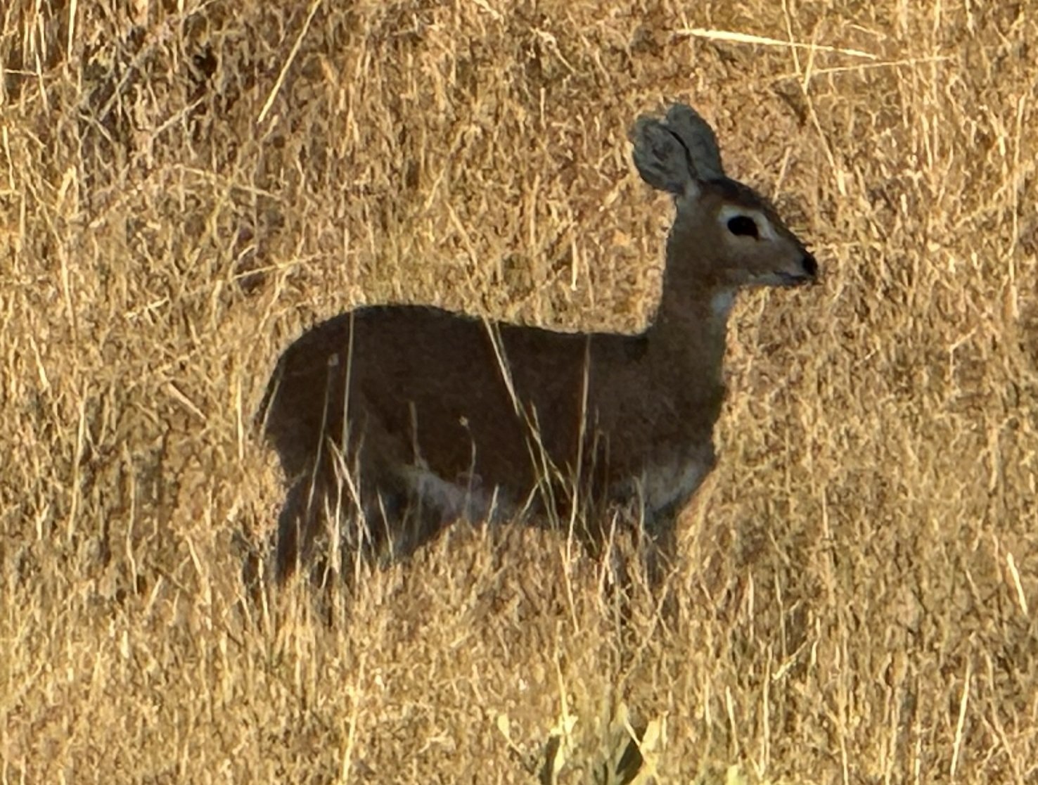 The little one again — a steenbok, alone, as it always is. Alone again, naturally.