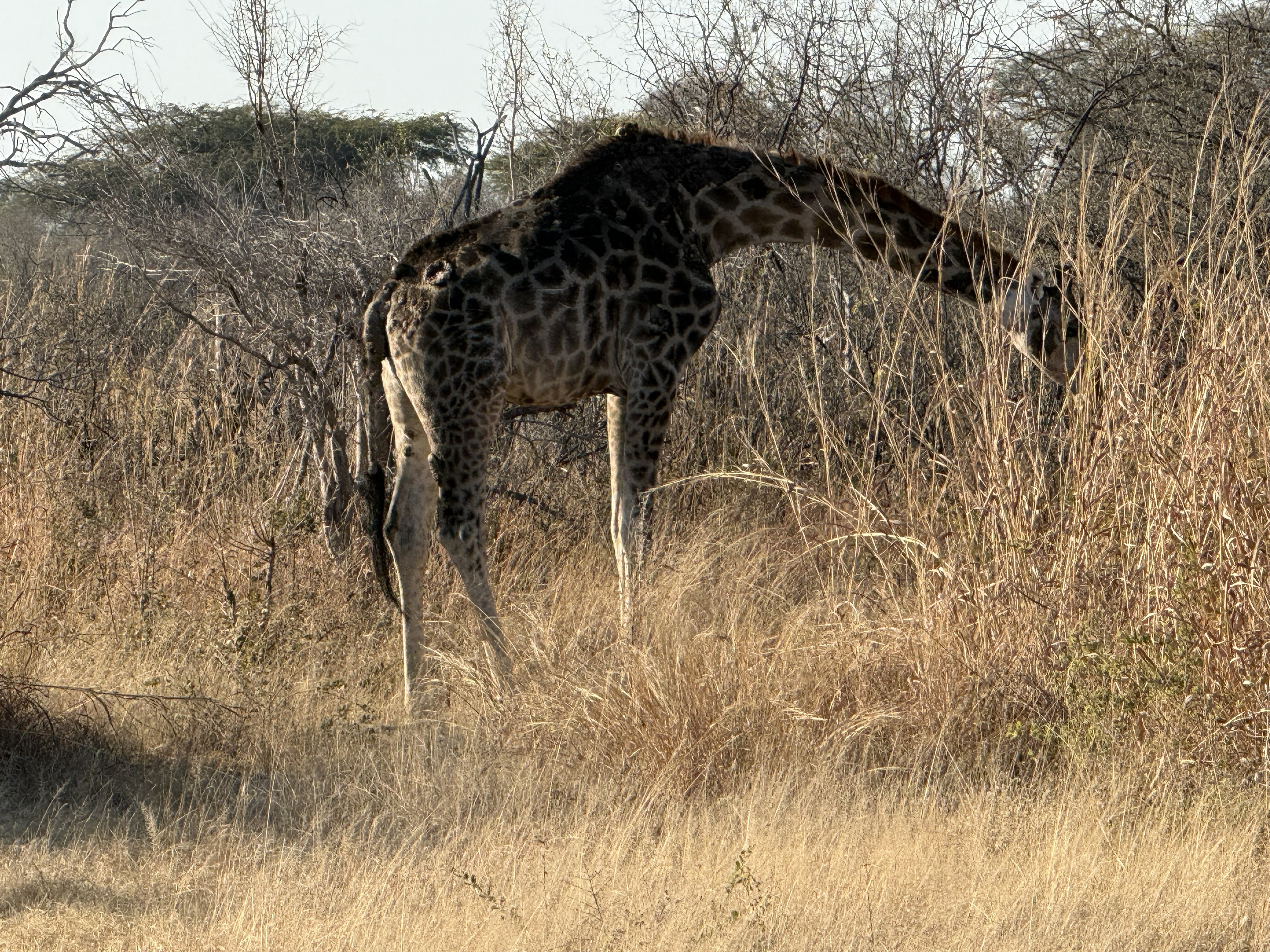 A giraffe, browsing the tree line, entirely alive.