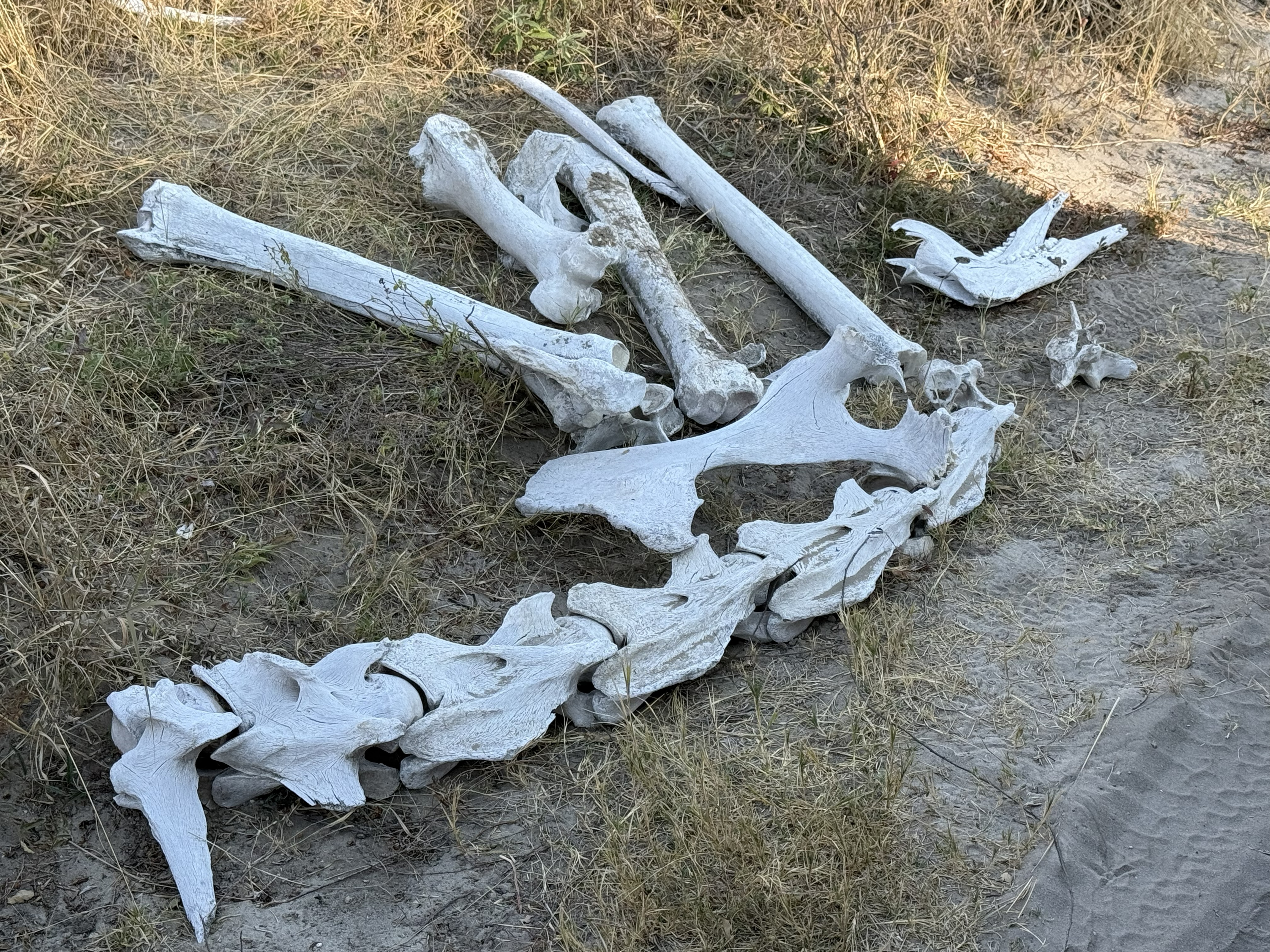 And a giraffe's bones, bleached in the grass. The guide said this one had been killed about five years ago — lions, most likely — and the skeleton was still here, slowly going