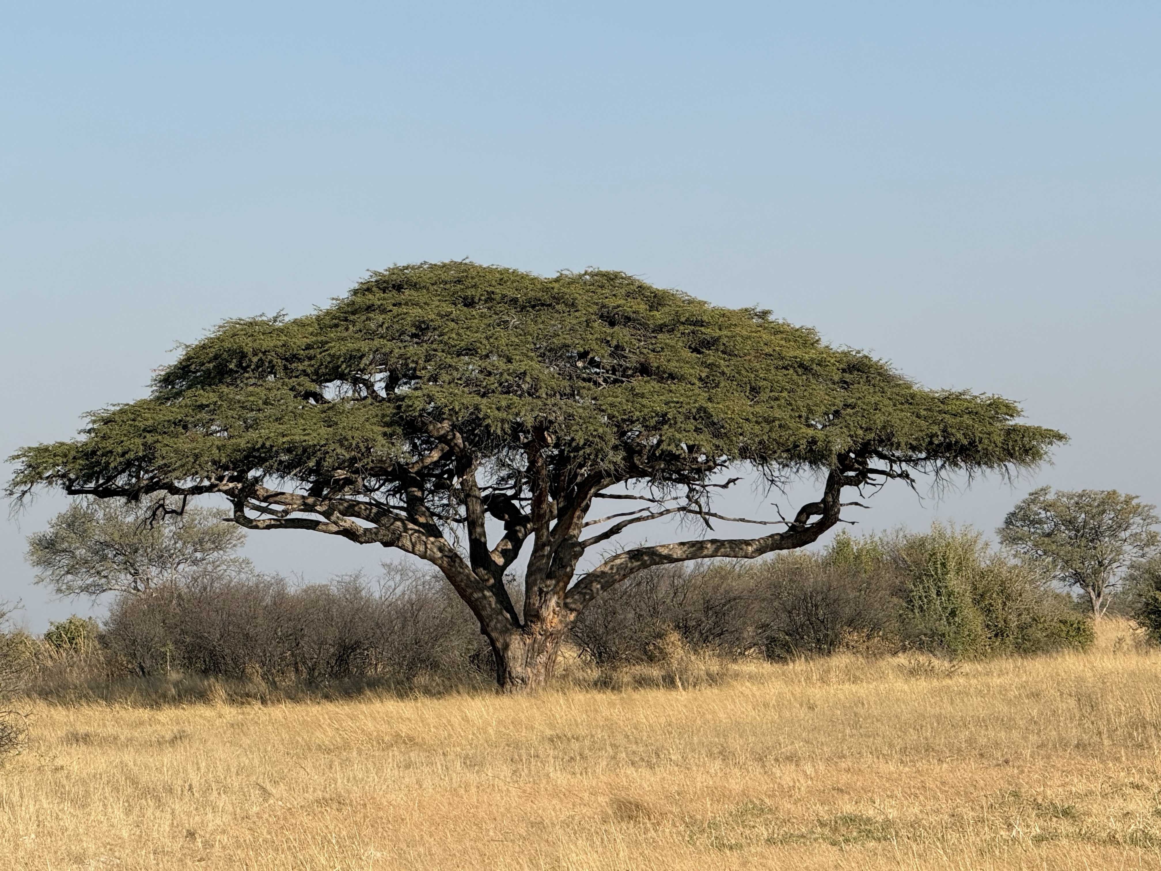 And a classic acacia, flat-topped and alone against the sky — the tree every mental image of Africa is built from. The guide said leopards are sometimes found up in this one. There