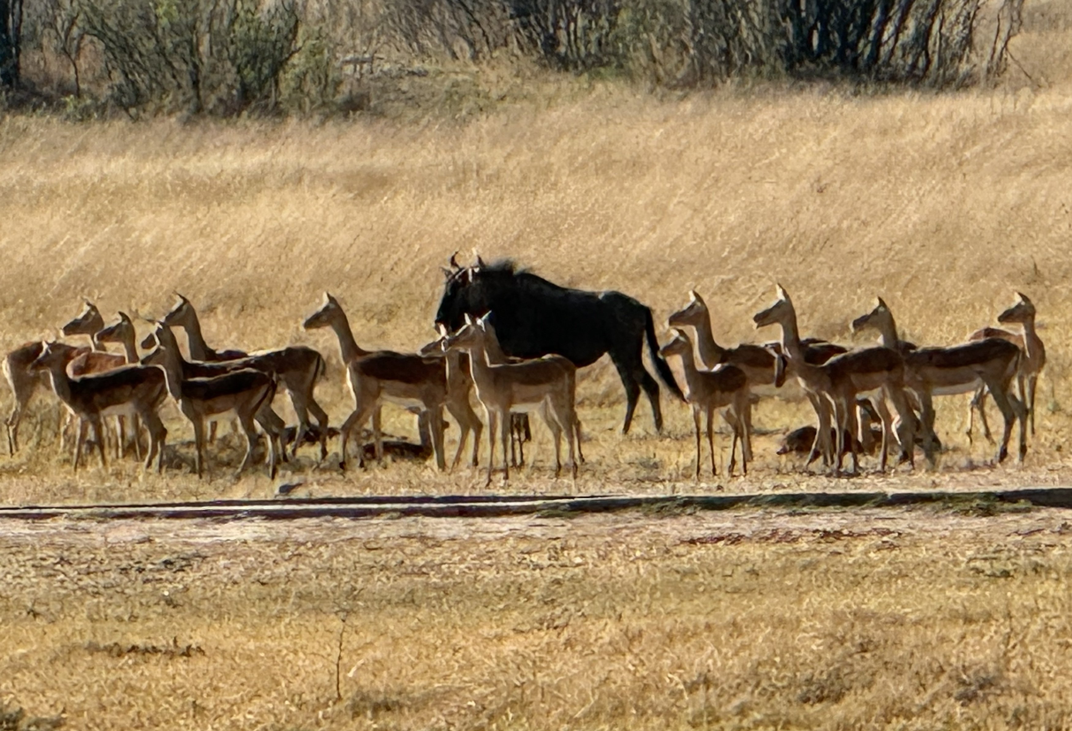 First sight — and note the impala appear to be extremely aware of what they are looking at. Perhaps the cheetah in the open, in daylight, shortly ahead by the road. This does not h