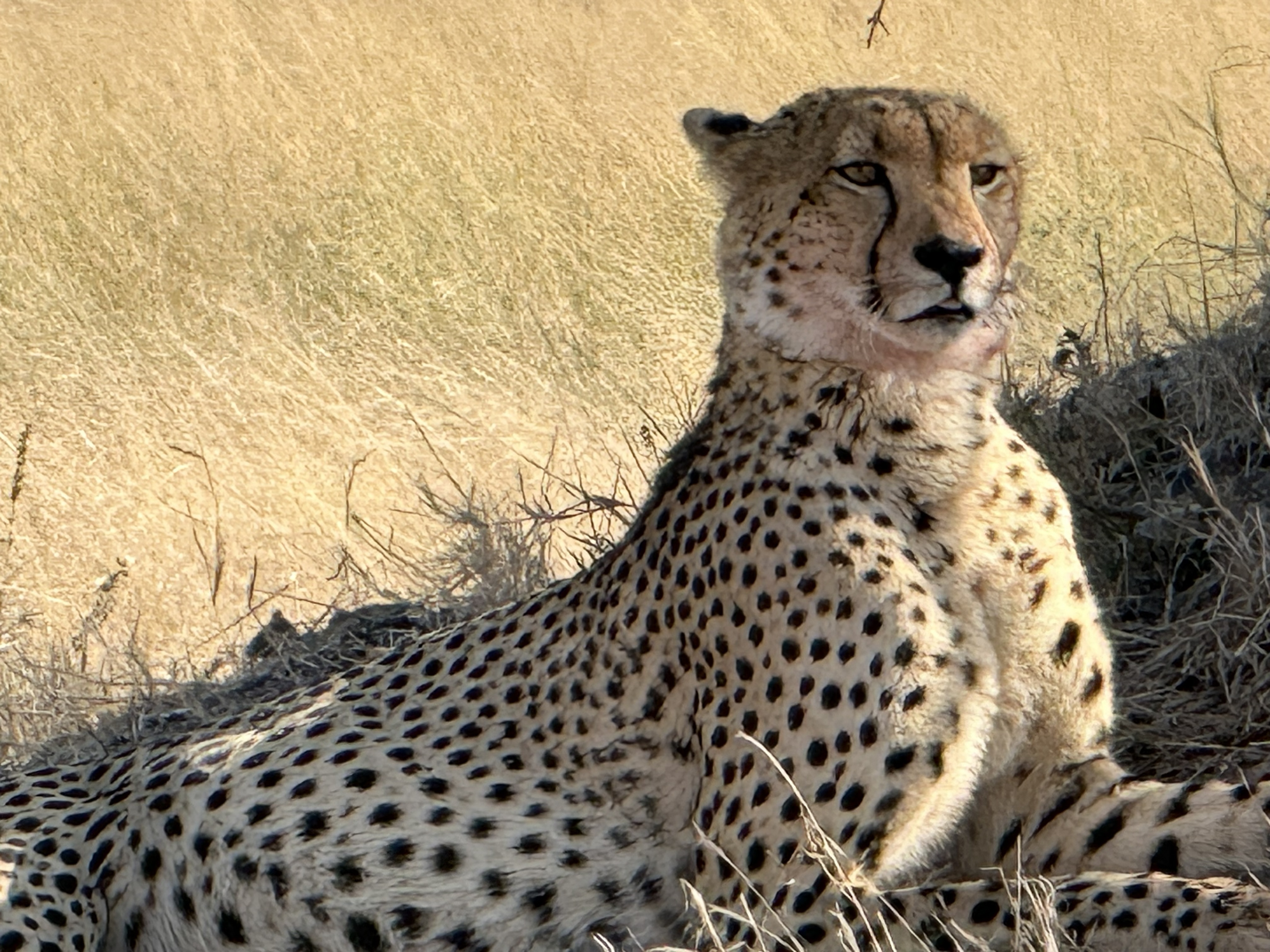 Sitting up, alert, scanning the grass. Every line of it built for one thing, which is speed.