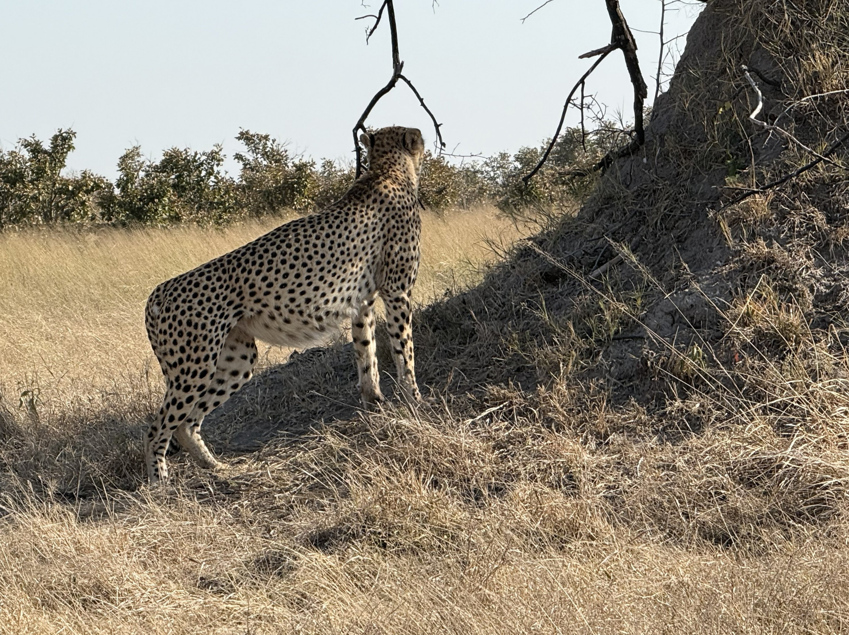 Standing. Longer in the leg than you expect, smaller in the body than a leopard, all of it engineered for the sprint.