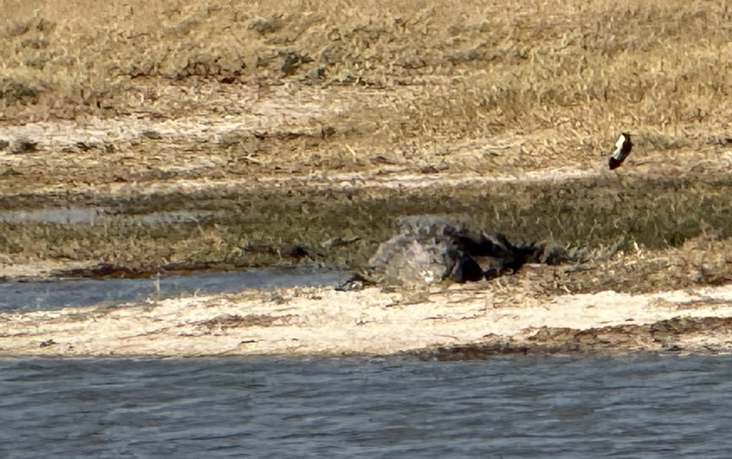 Crocodiles at the water's edge by the rest stop — because of course there were. You do not, at any point in this country, get to relax entirely about the water.