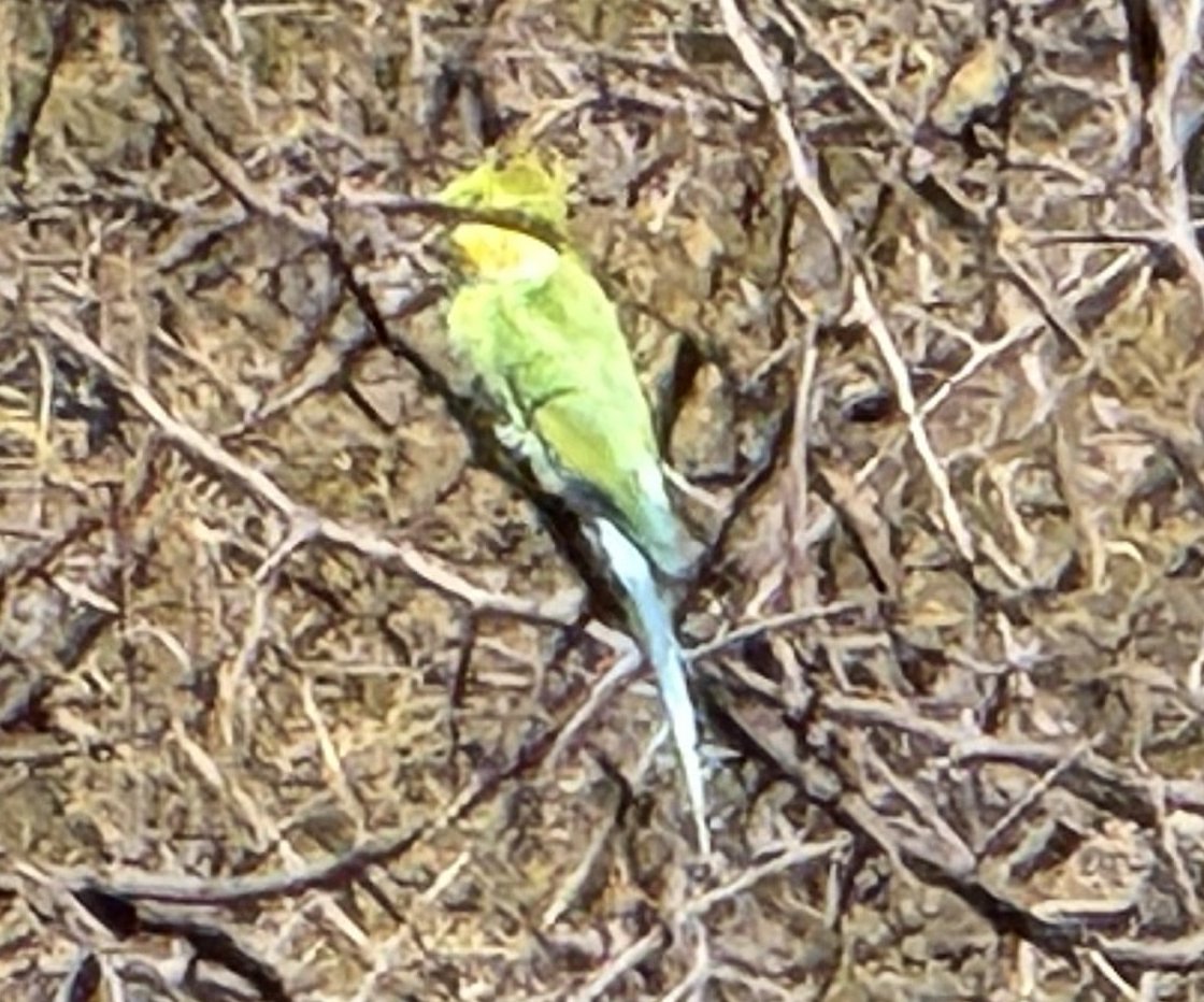 A little bee-eater, green and impossibly bright, in the thornbush — the kind of small vivid thing you only notice once the big animals have stopped happening.