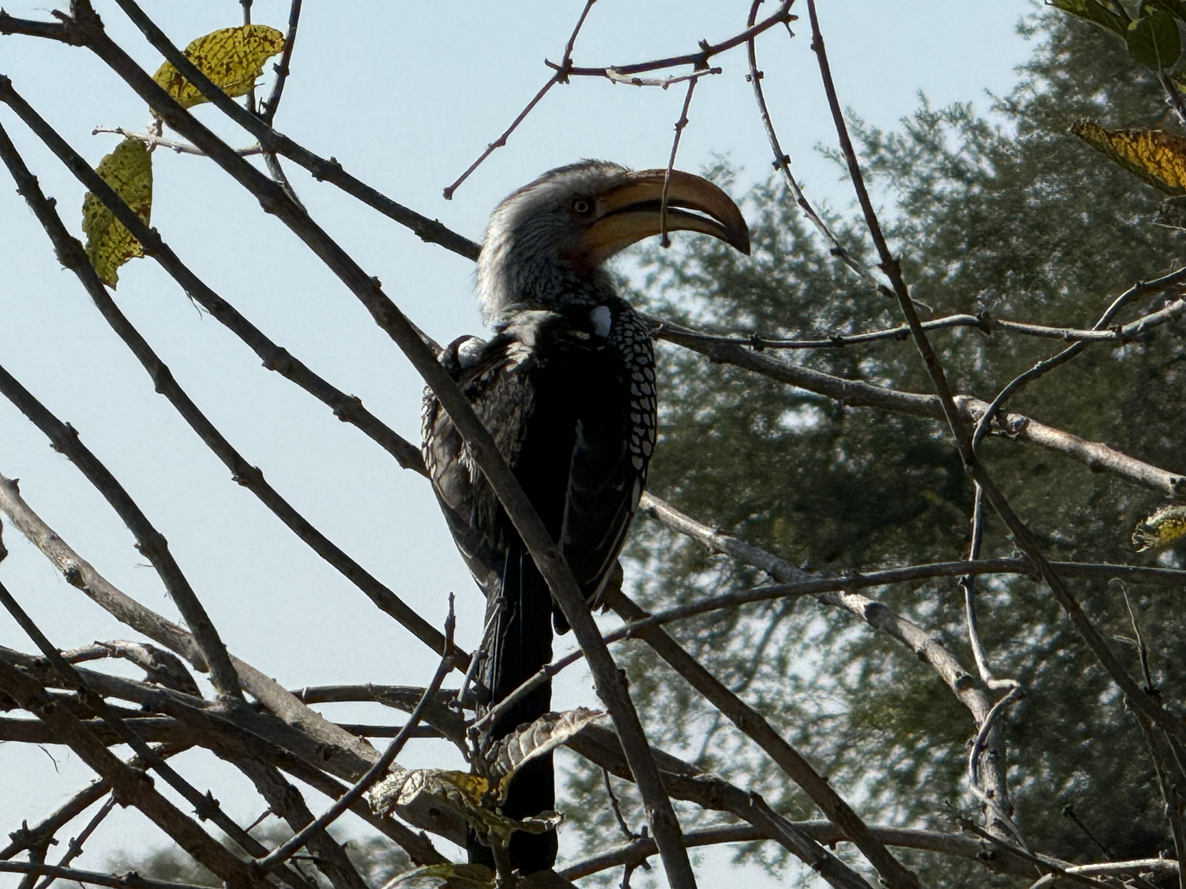 A hornbill, close, in the thorn — the same absurd beak we had been seeing since Kruger.