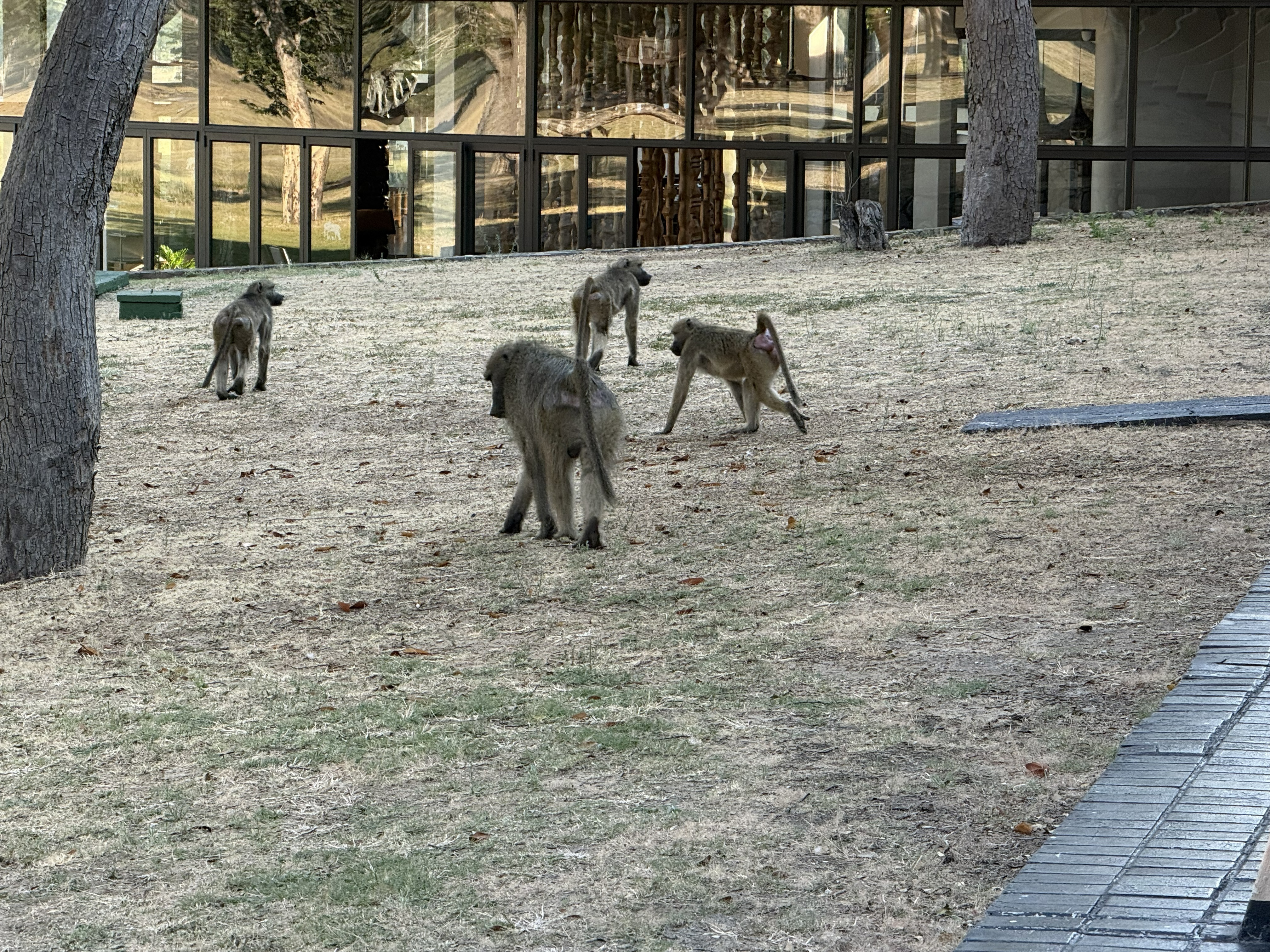 Baboons on the lawn outside my window — until the lodge staff came and chased them off, which they do, because a baboon that gets comfortable around people becomes a baboon that go