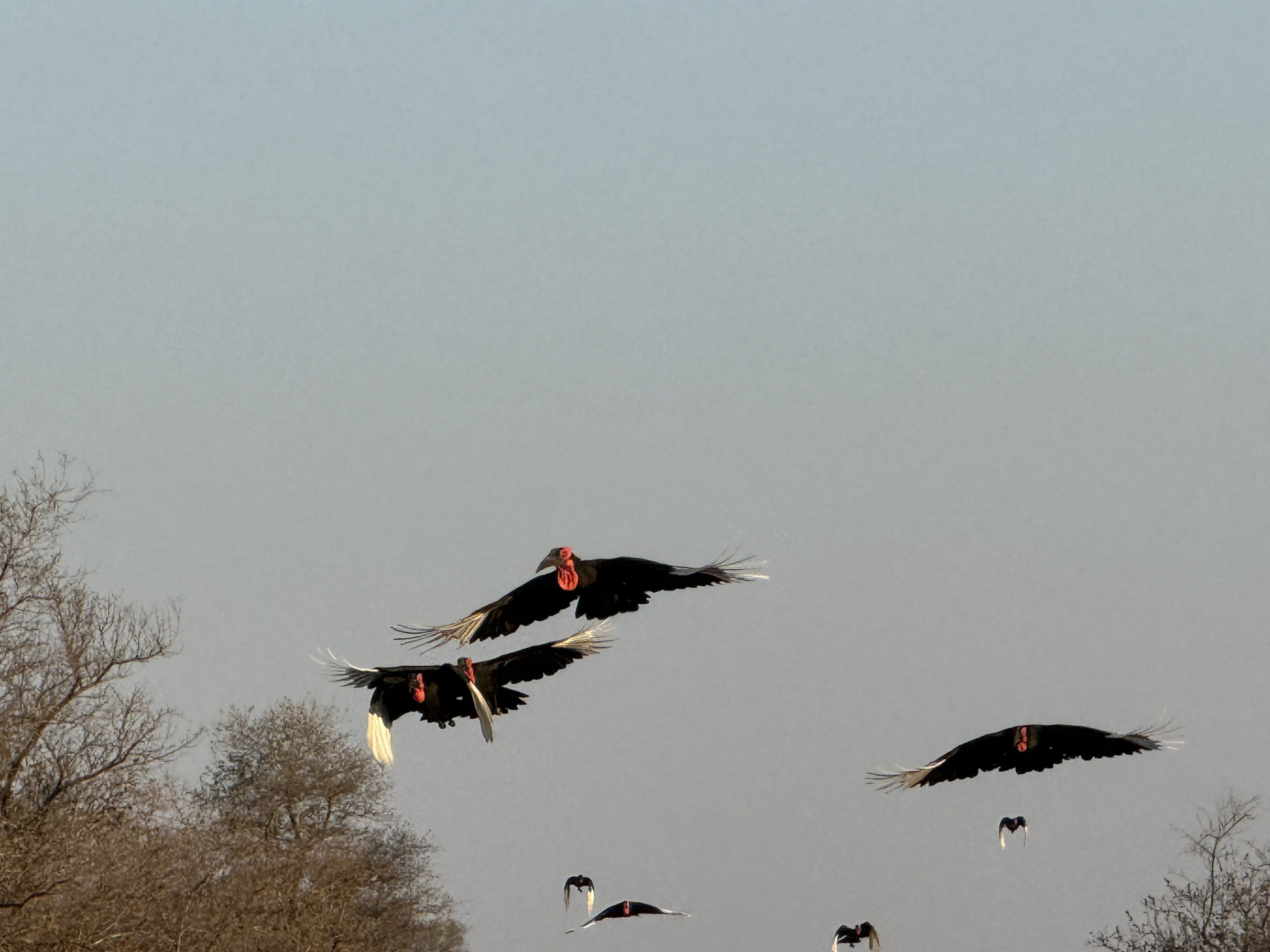 Southern ground hornbills going over — big, black, red-throated, and much longer-lived than they have any right to be.