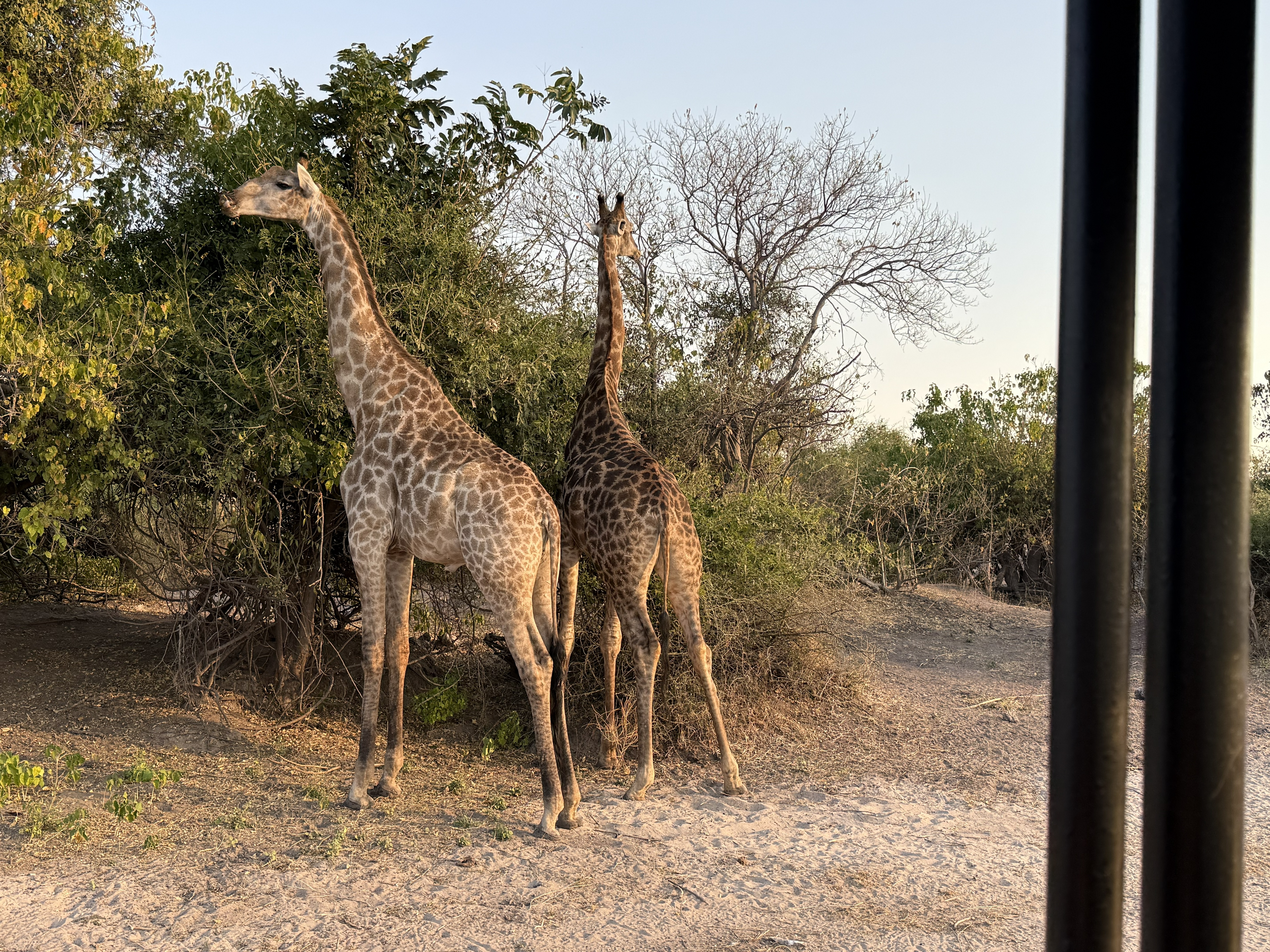 A tower of giraffe — which is, wonderfully, the actual collective noun. A tower.