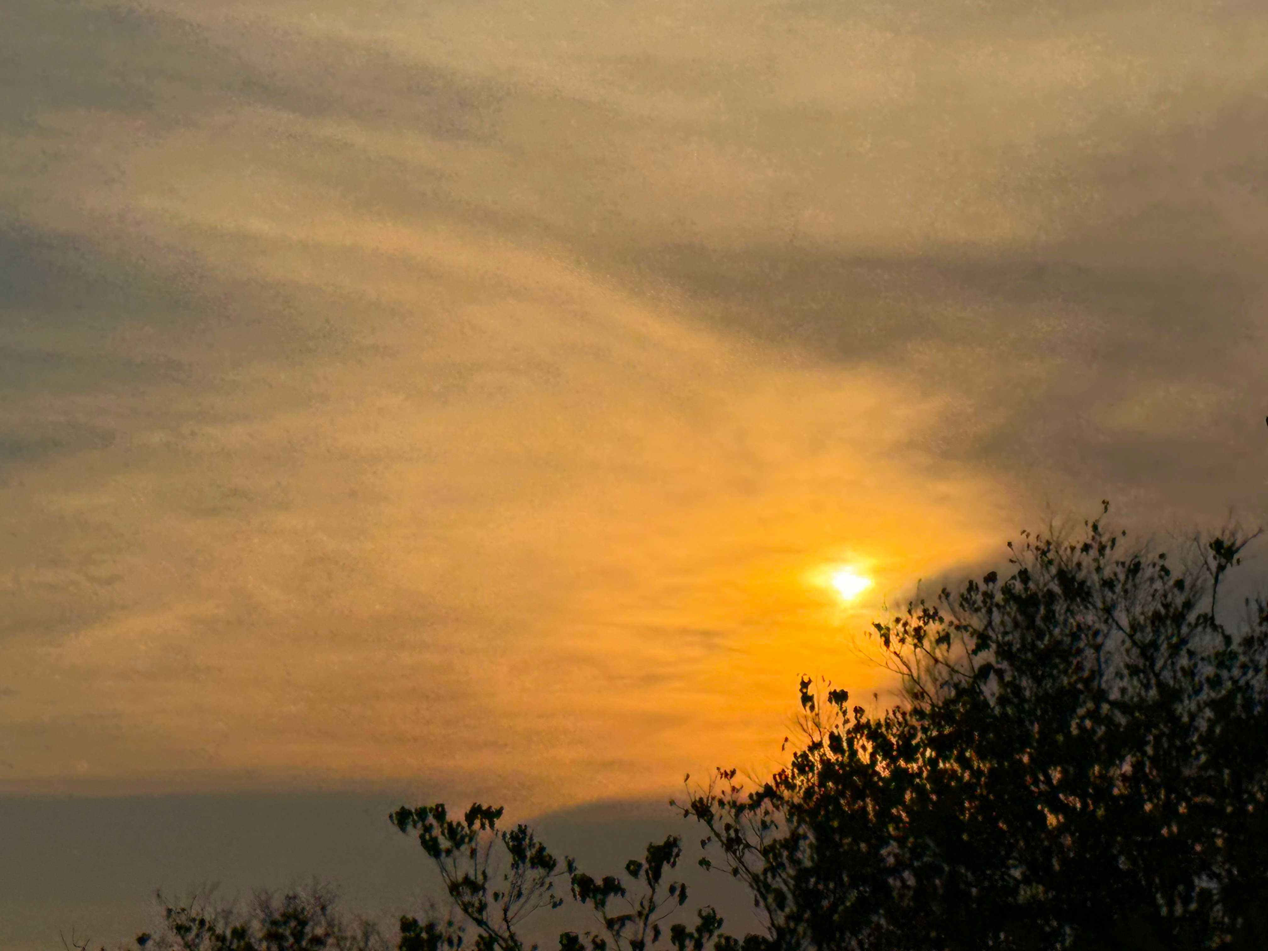 The light going long and gold over the bush.