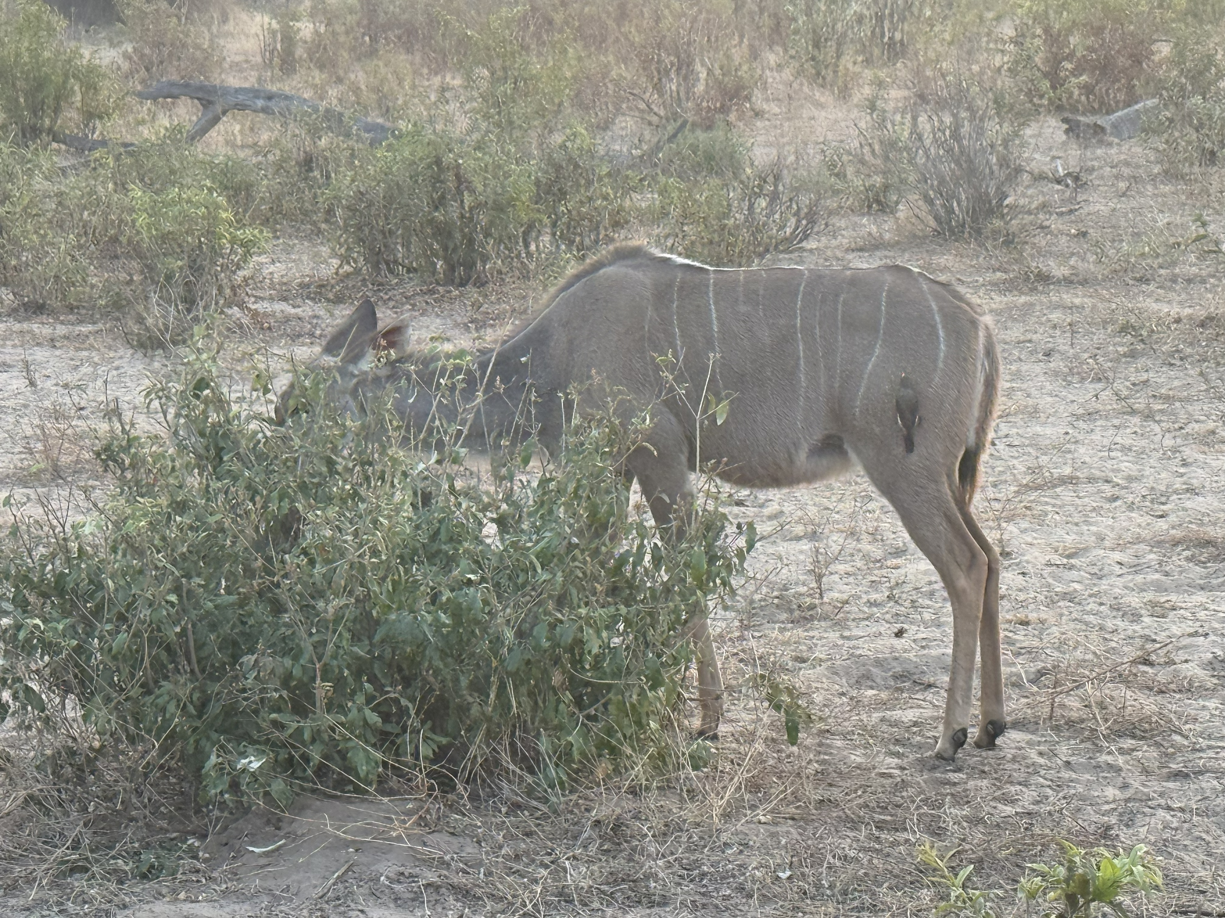 A kudu, grey and faintly chalk-striped, working through a bush with that slow, deliberate browsing.