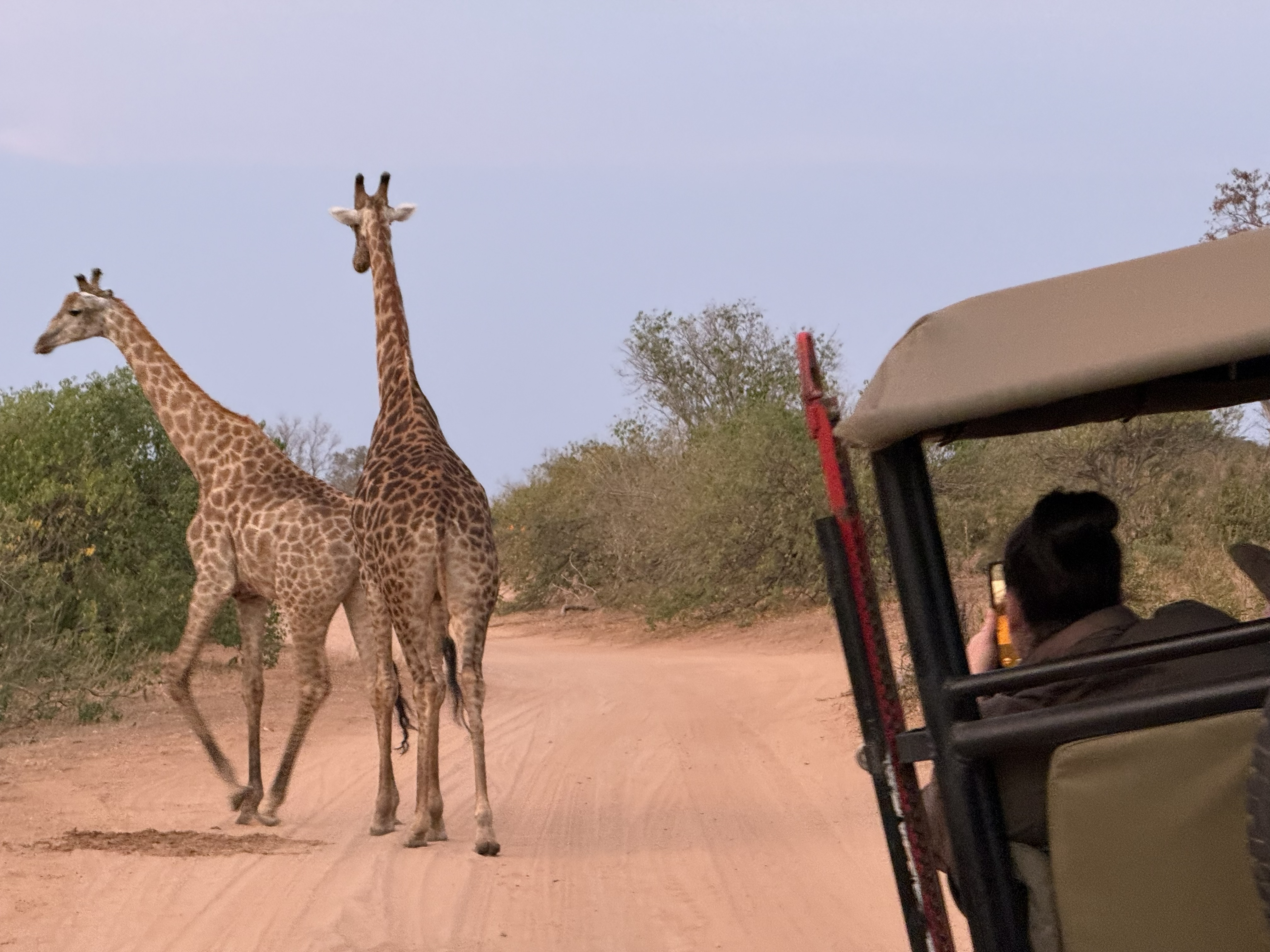 Two giraffes crossing the track directly in front of the truck — close enough that the whole vehicle went quiet. This, for the record, was a game drive, on wheels, on land. The riv