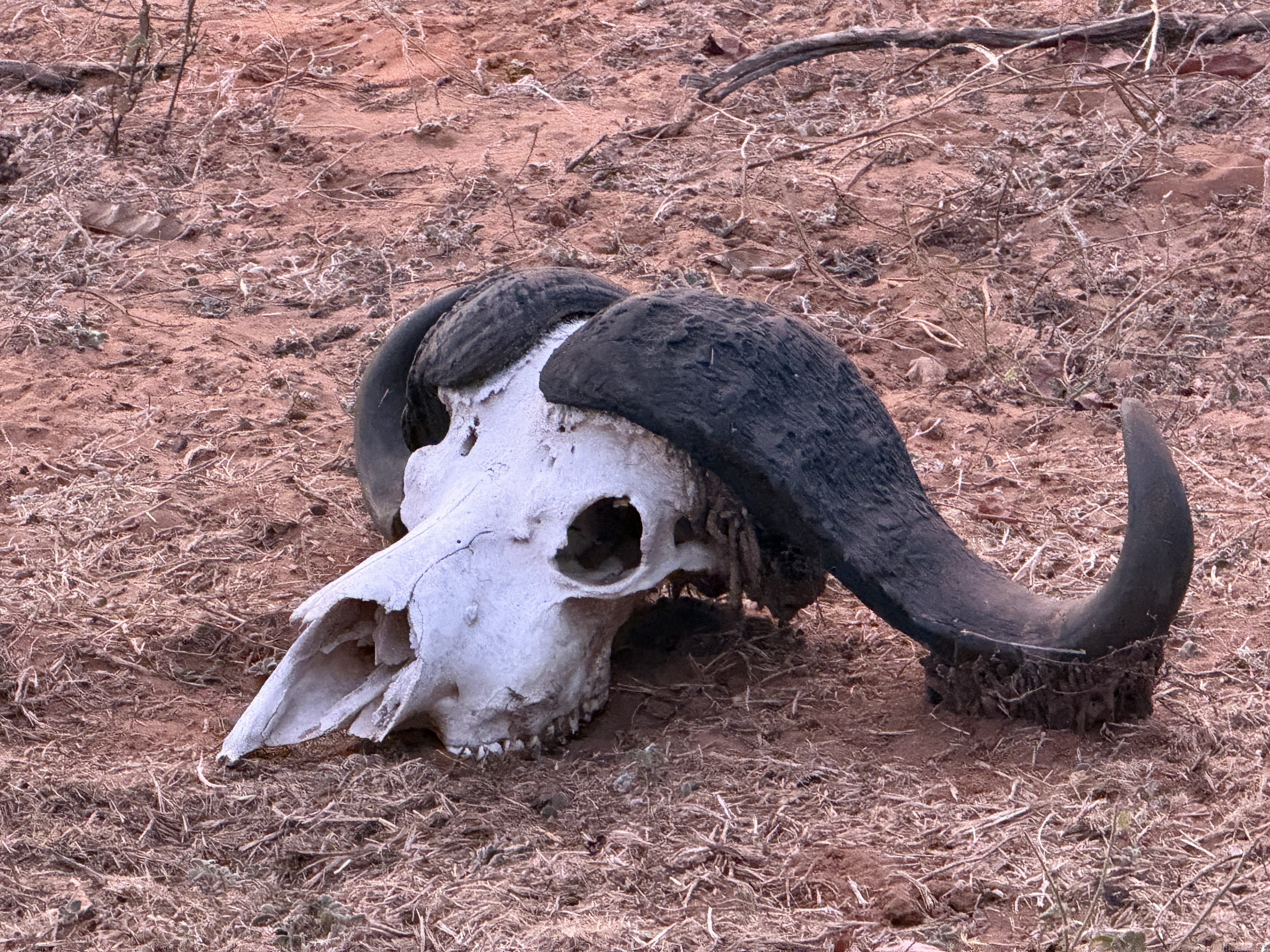 A Cape buffalo's skull in the dirt, the horns still fused to the bone in the heavy boss they call a helmet. Paul, I am fairly sure, wanted to take it home. Paul wants to take