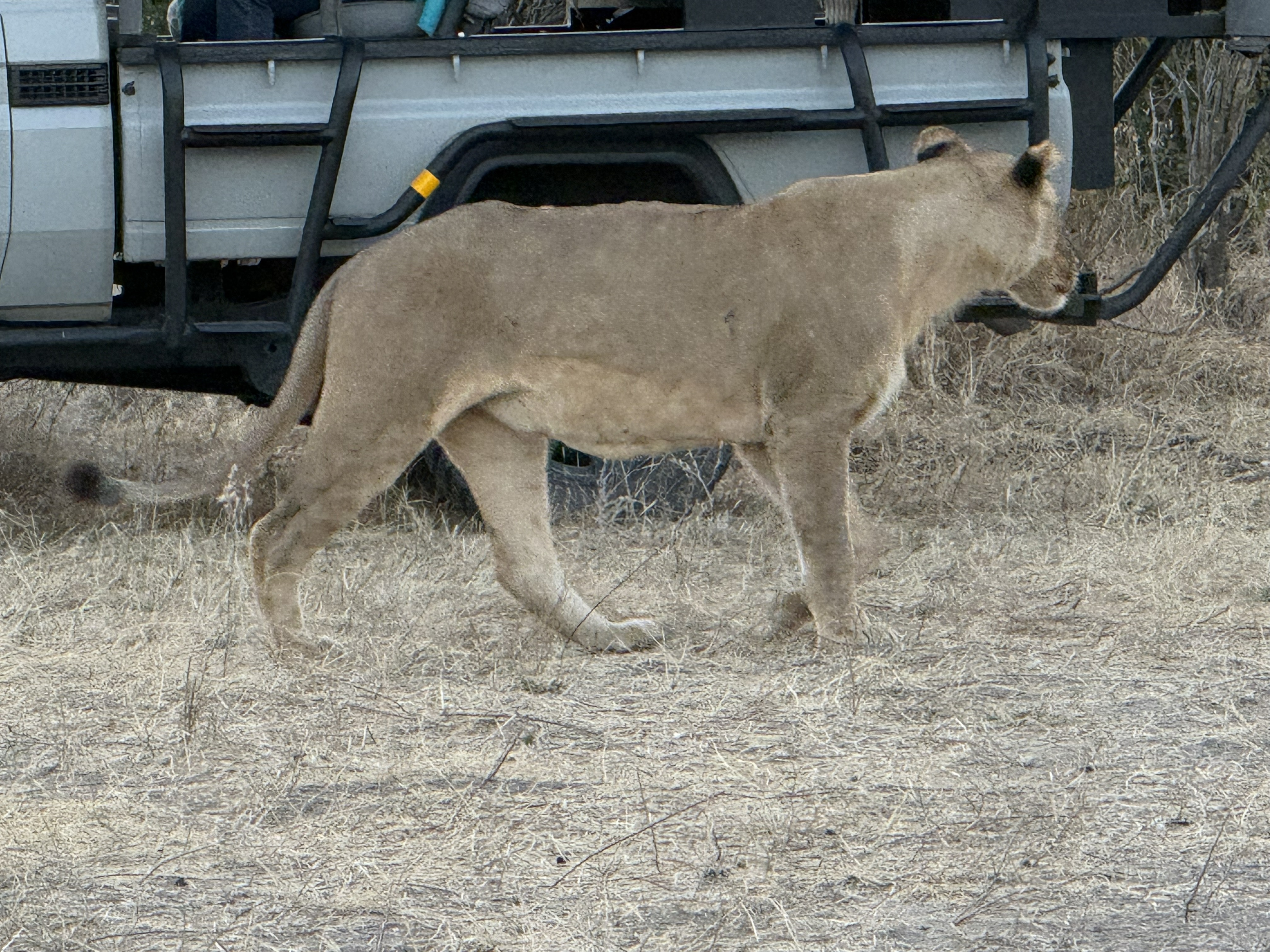 And one strolling past the truck without so much as a glance — the particular insult of a predator who has decided you are furniture.