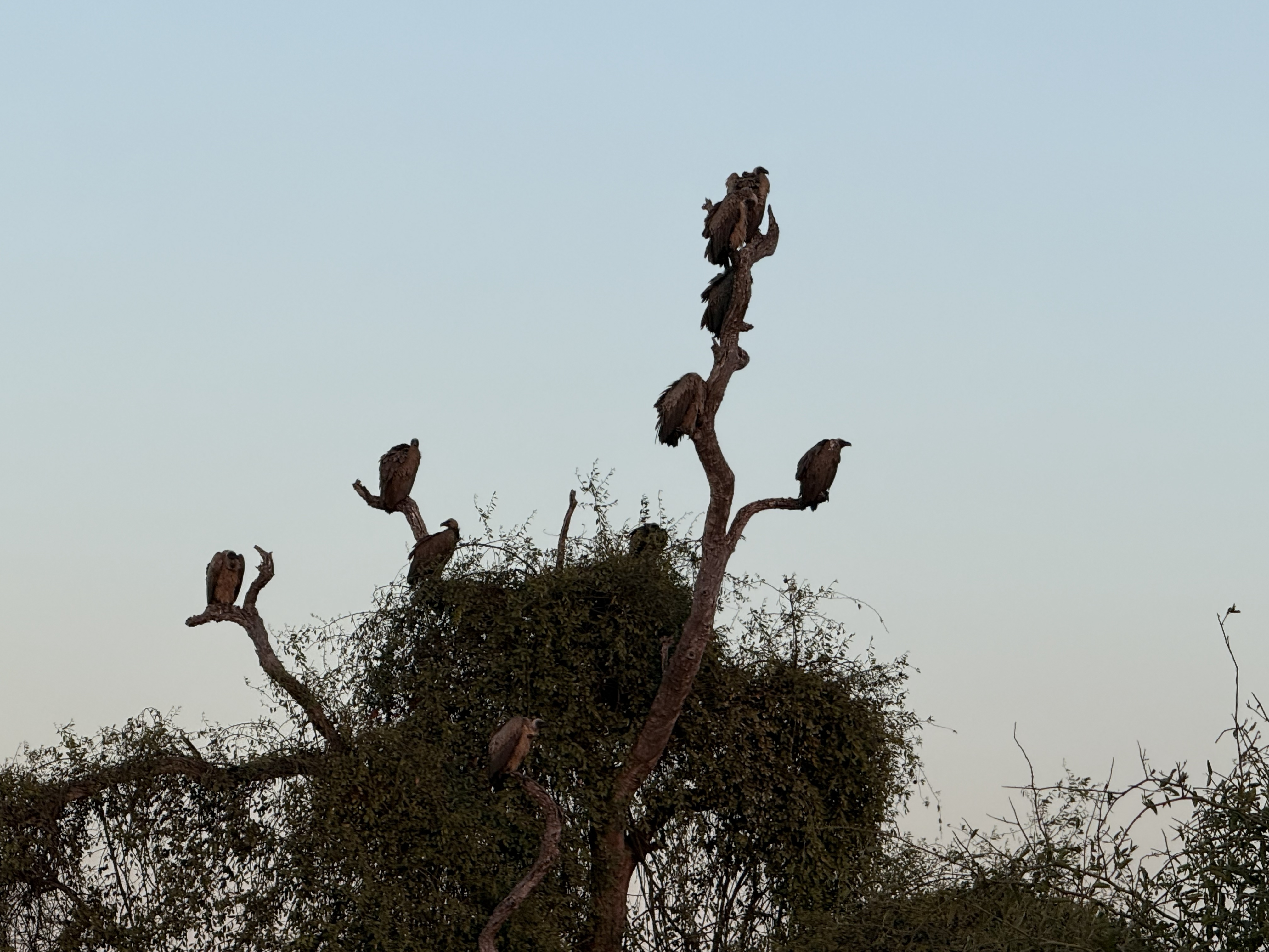 A bare tree hung with buzzards, waiting on the day to warm enough for the thermals that let them soar without effort.