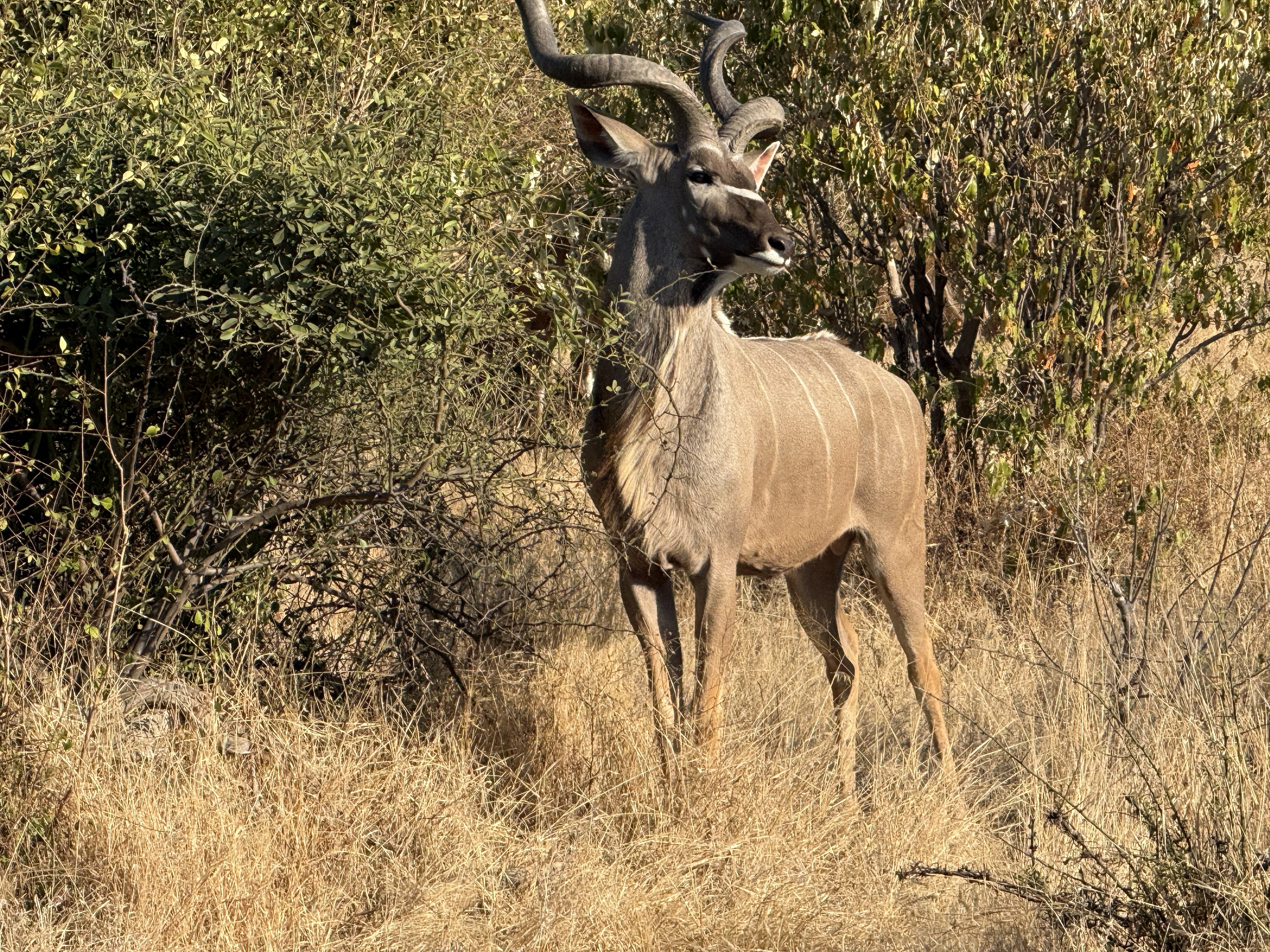 A kudu bull, watching us with those big spiral horns held high — one of the most elegant animals in the country and, mercifully, unbothered.