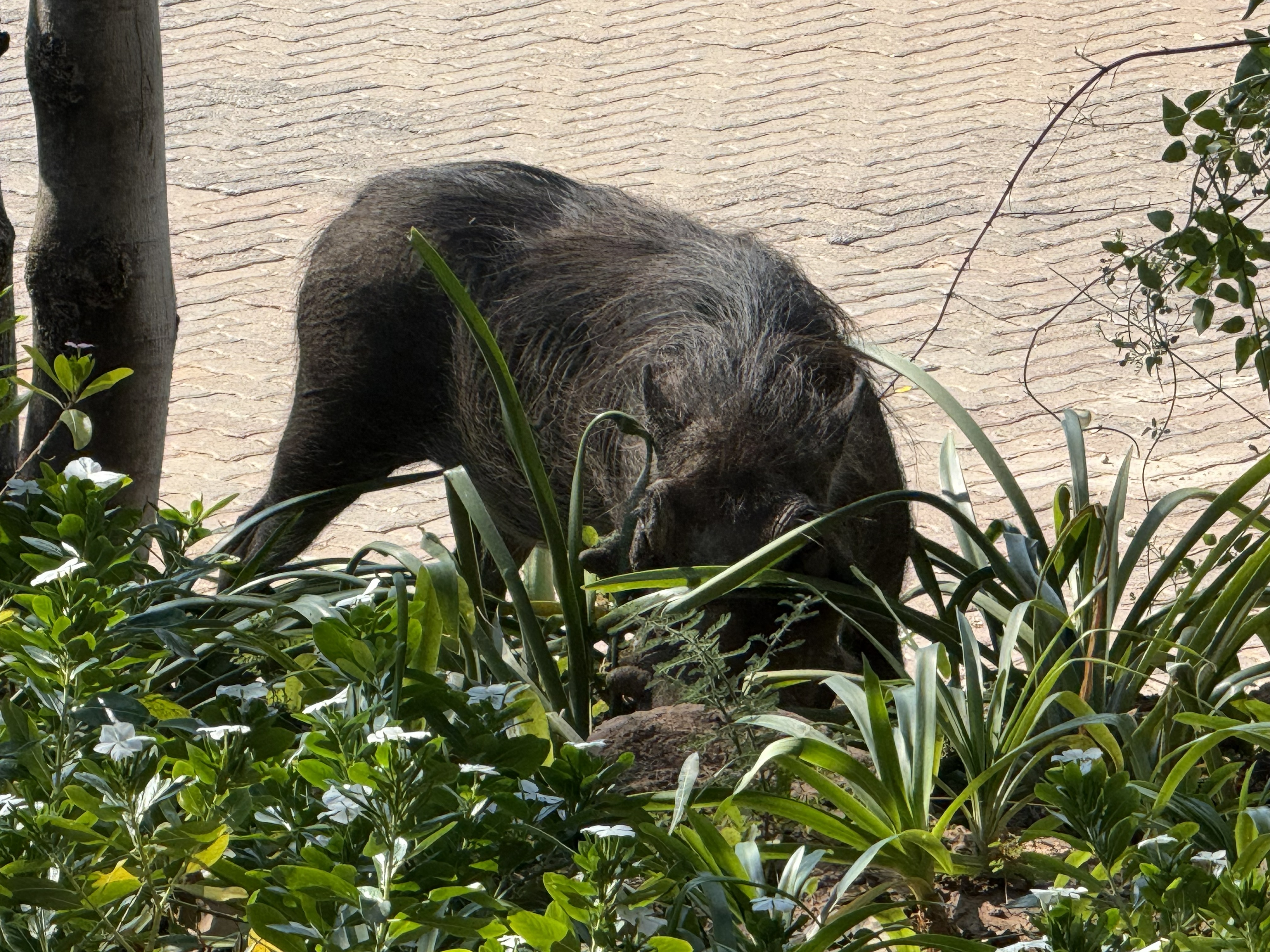 A warthog grazing directly outside the front door of the lodge, on its knees in the way warthogs feed, entirely unconcerned with checking in or out.