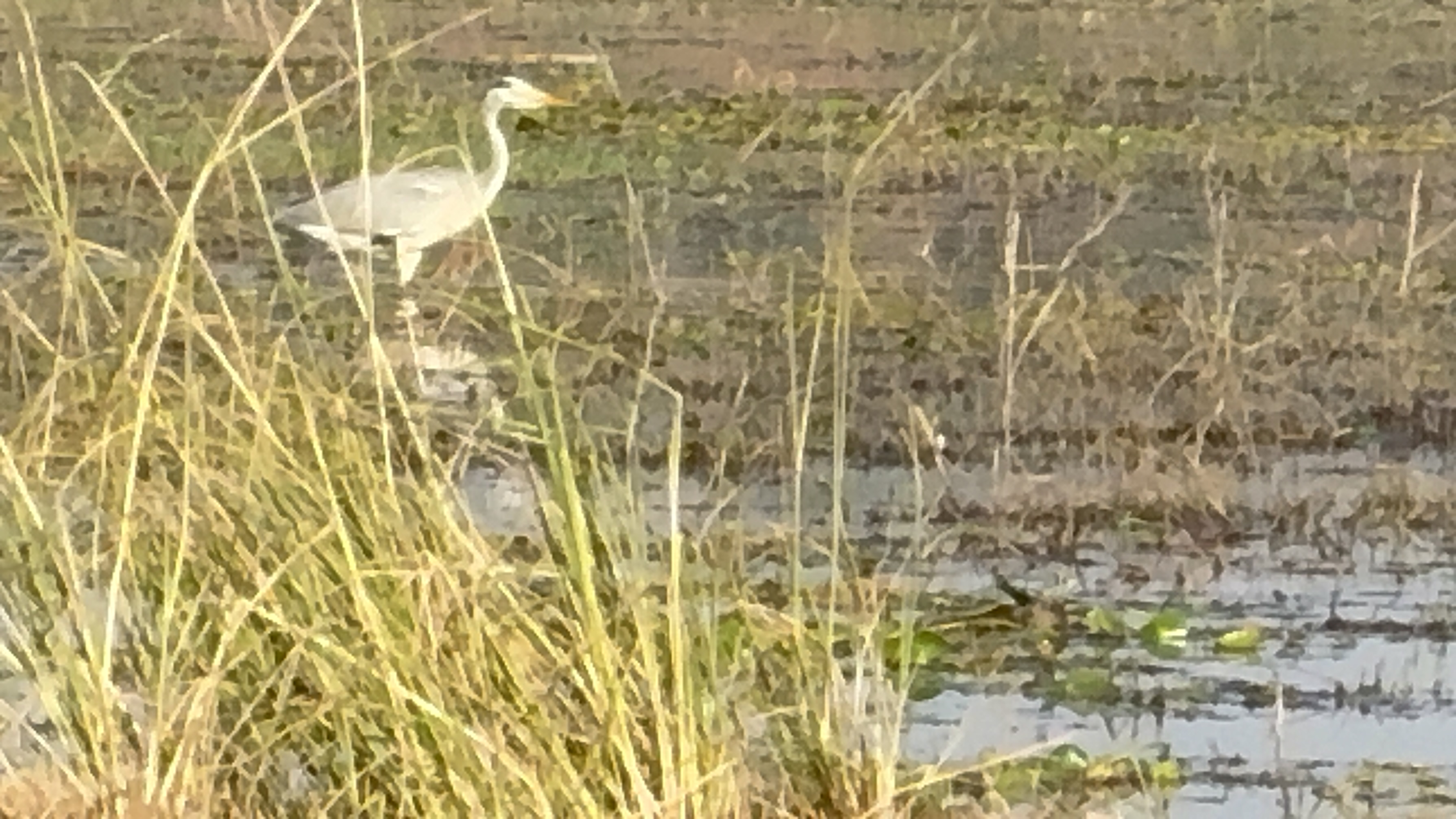 An egret, white against the green, standing with the stillness that is really a hunting strategy.