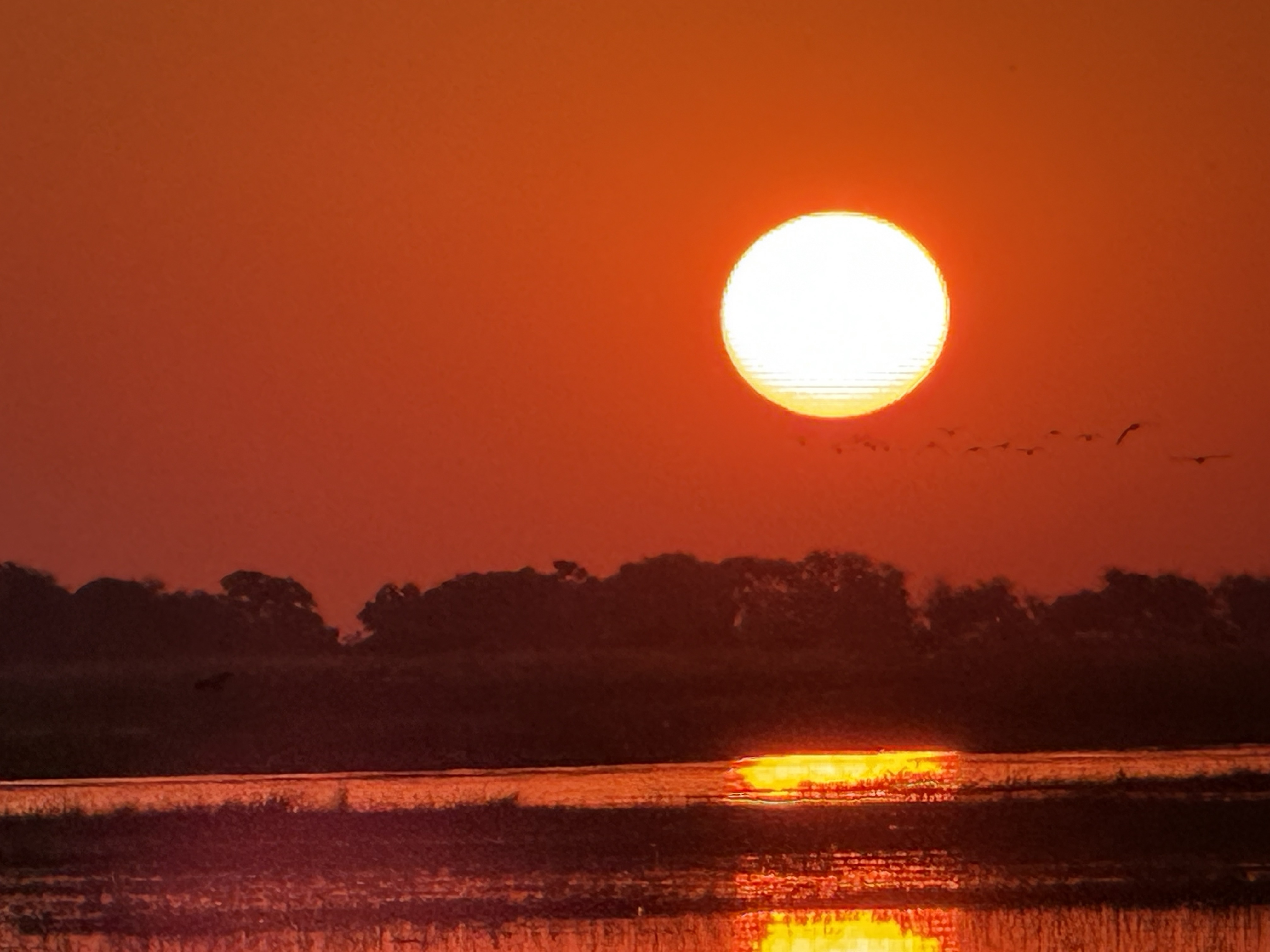 And the sun going down over the Chobe to close the day — red and enormous, the way it seems to be every evening on this river, as though the light were showing off.