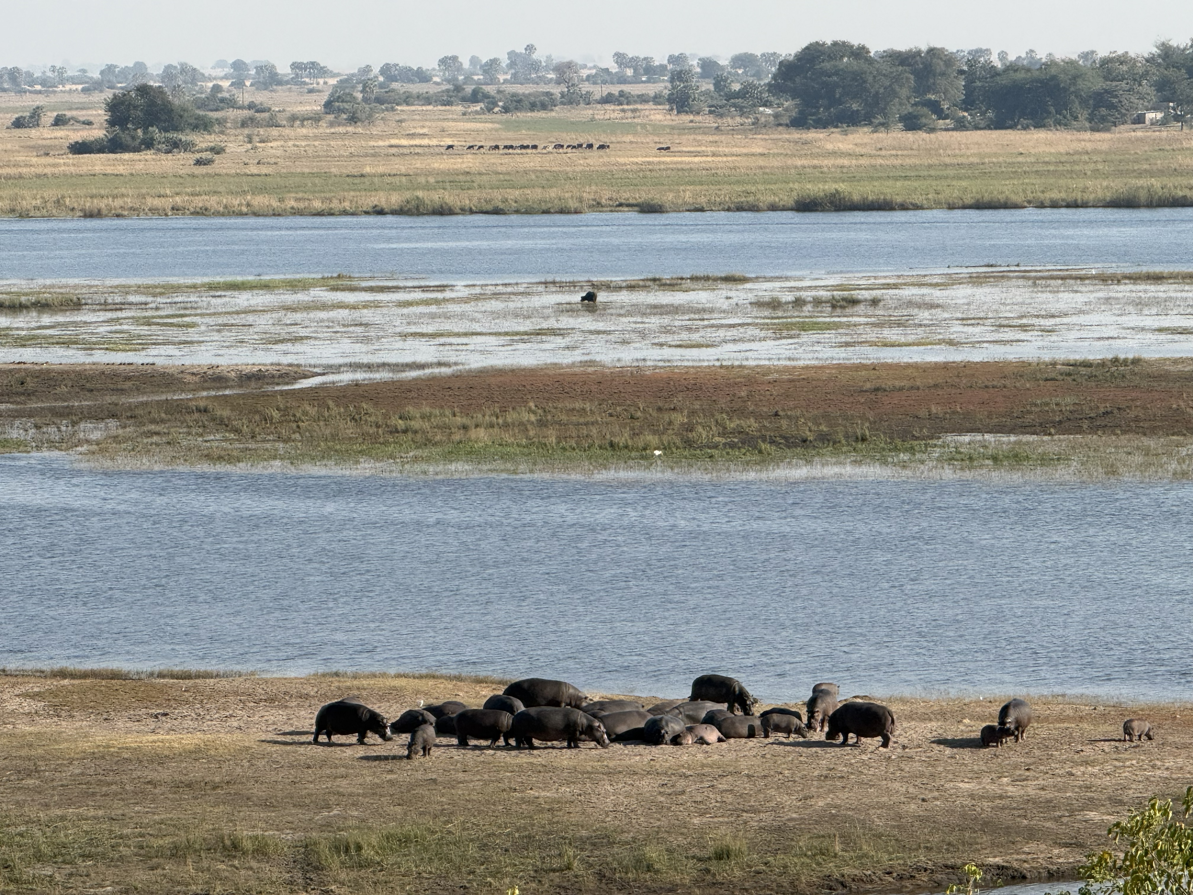 One last river scene on the way out: hippos hauled out on the near bank, a lone Cape buffalo off in the shallows, and — way across the water, almost too far to make out — cattle. T