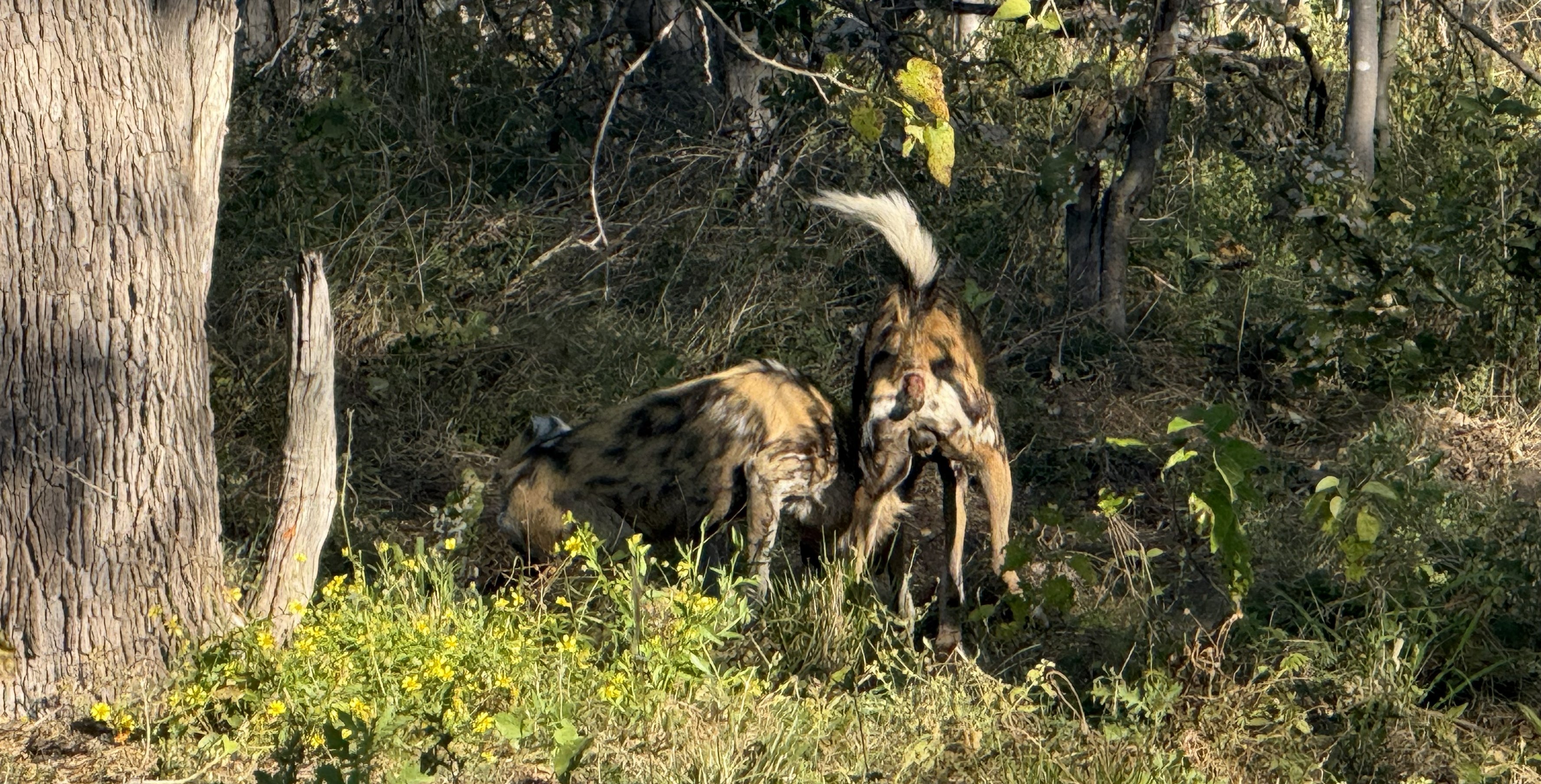 The first of them, through the trees. Every coat is different — a unique map of black, white, tan, and ochre — which is how researchers tell them apart, and why the old name, Lycao
