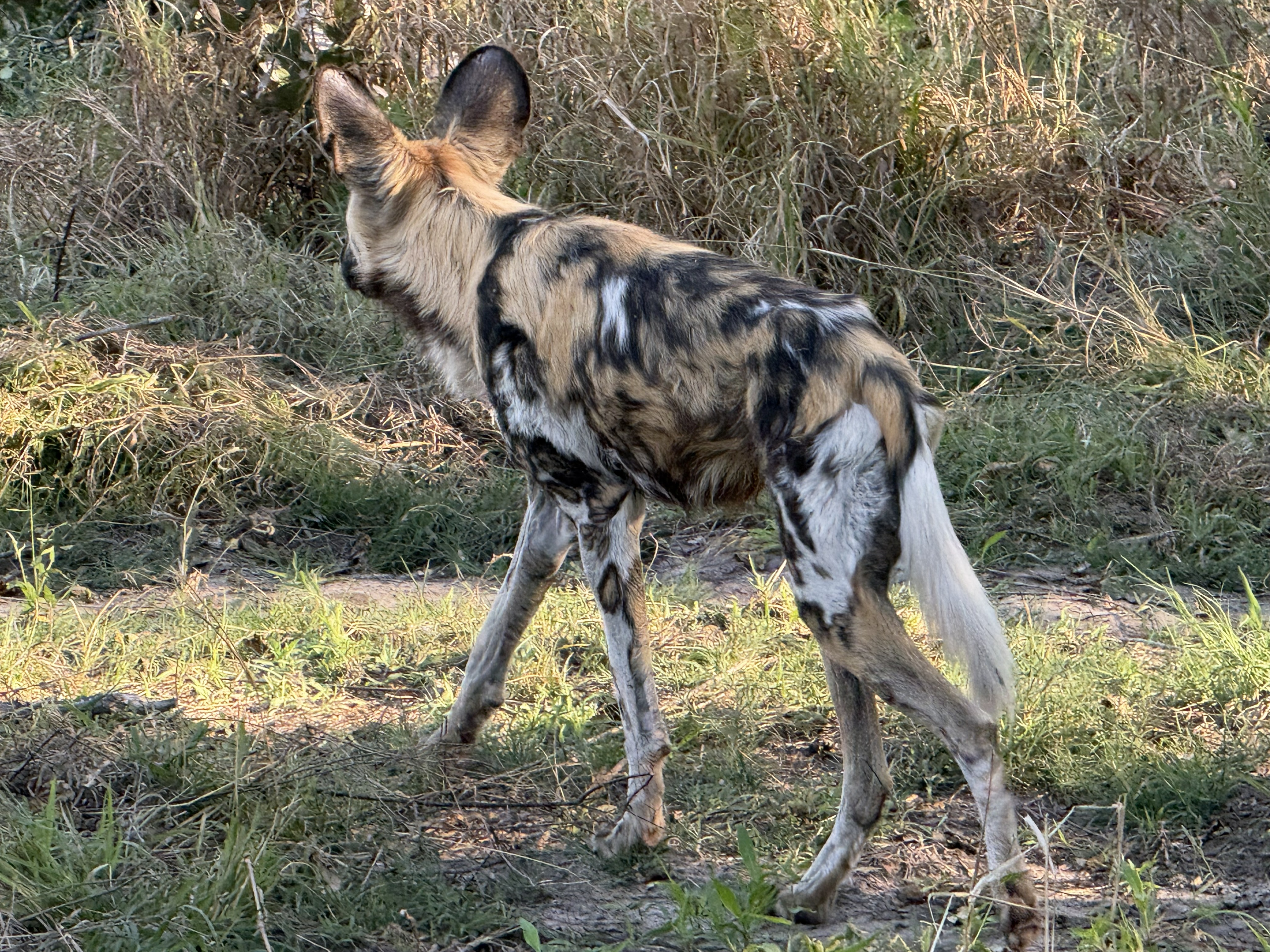 One at the edge of the pack, giving us the big-eared, slightly cartoonish profile that makes them so instantly lovable and so easy to forget are among the most efficient predators 
