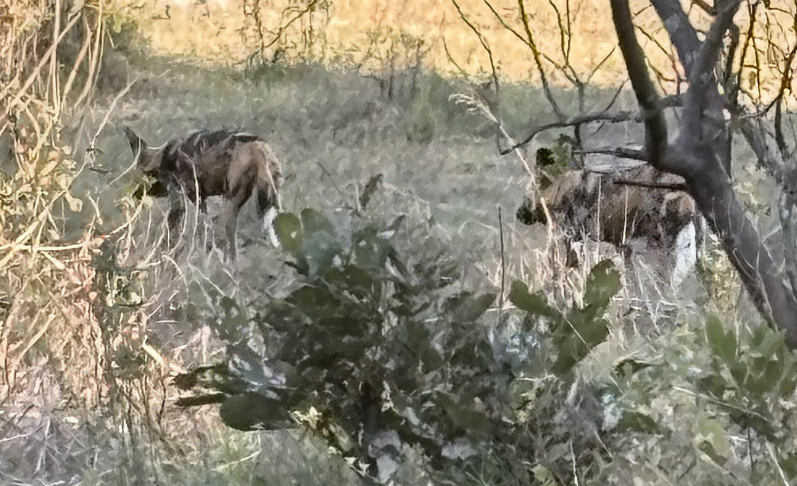 Two of them, unhurried, in the last of the good light. I had asked, and asked, and asked, and the Delta had answered inside an afternoon. I could have gone home happy right then. I
