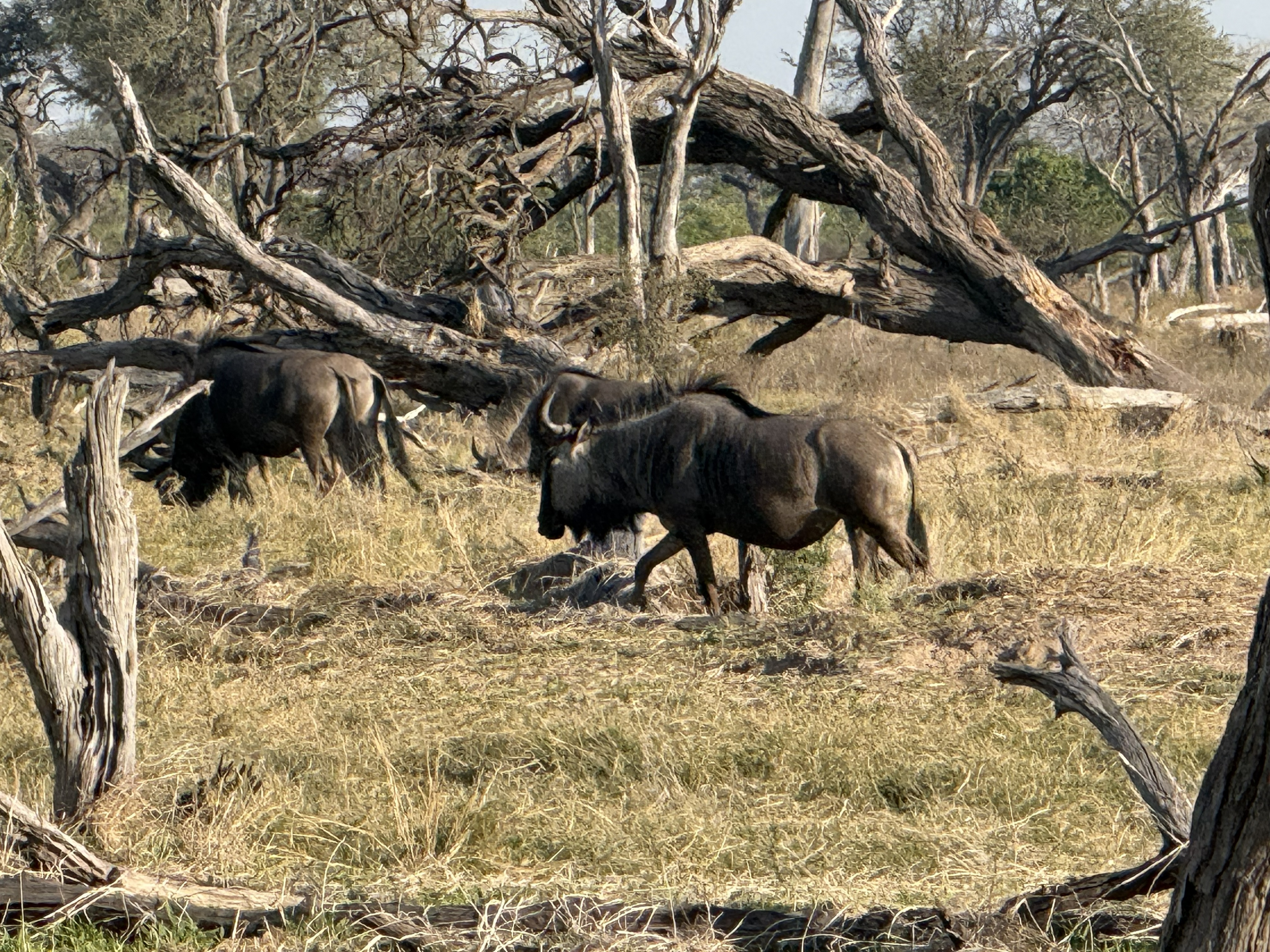 Wildebeest among the dead trees — and the dead trees, standing grey and bare across so much of this country, are a small mystery that comes up on every drive.