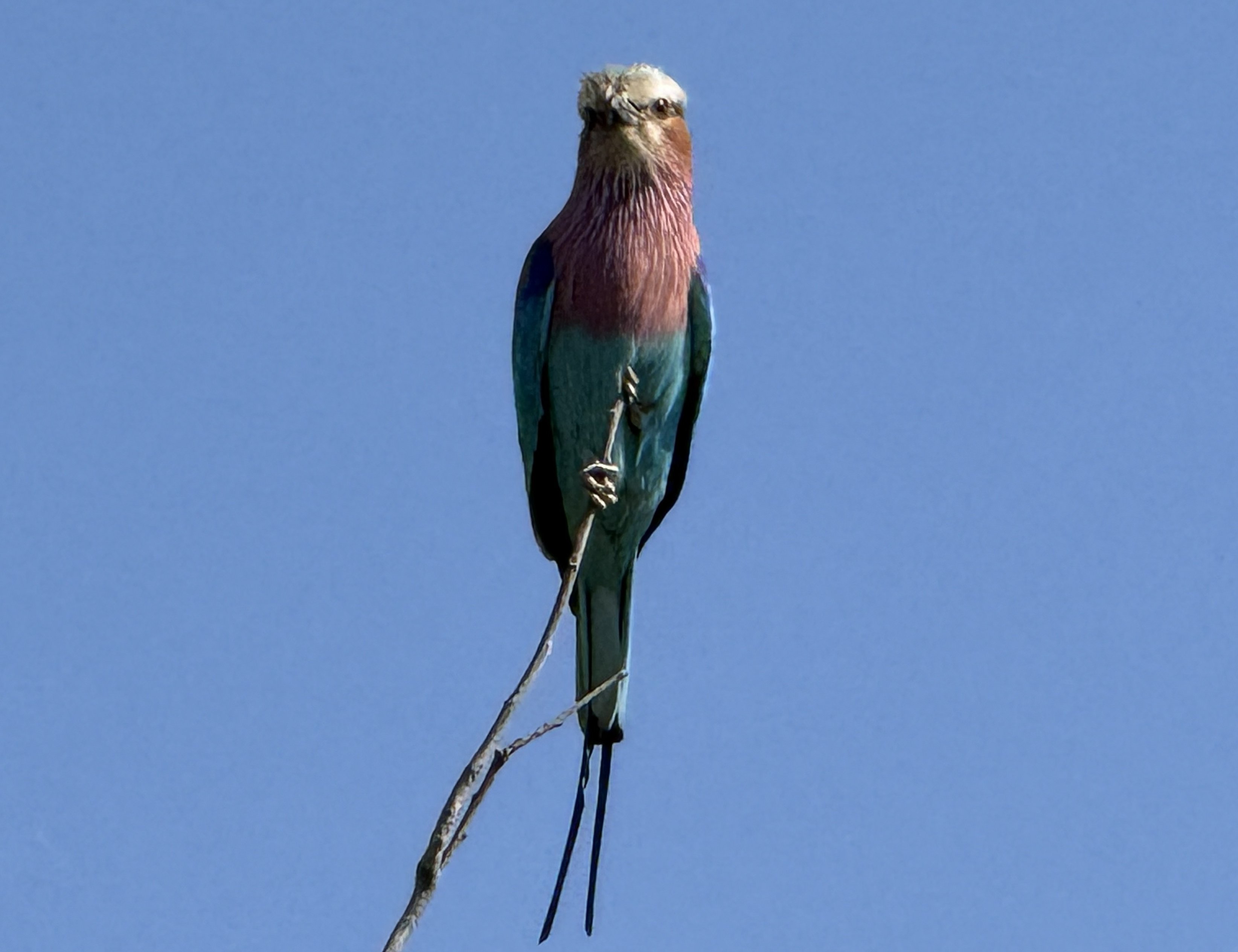 And the lilac-breasted roller once more, head-on this time, showing the full absurd palette and the two long tail streamers. I will photograph this bird every single time, and so w