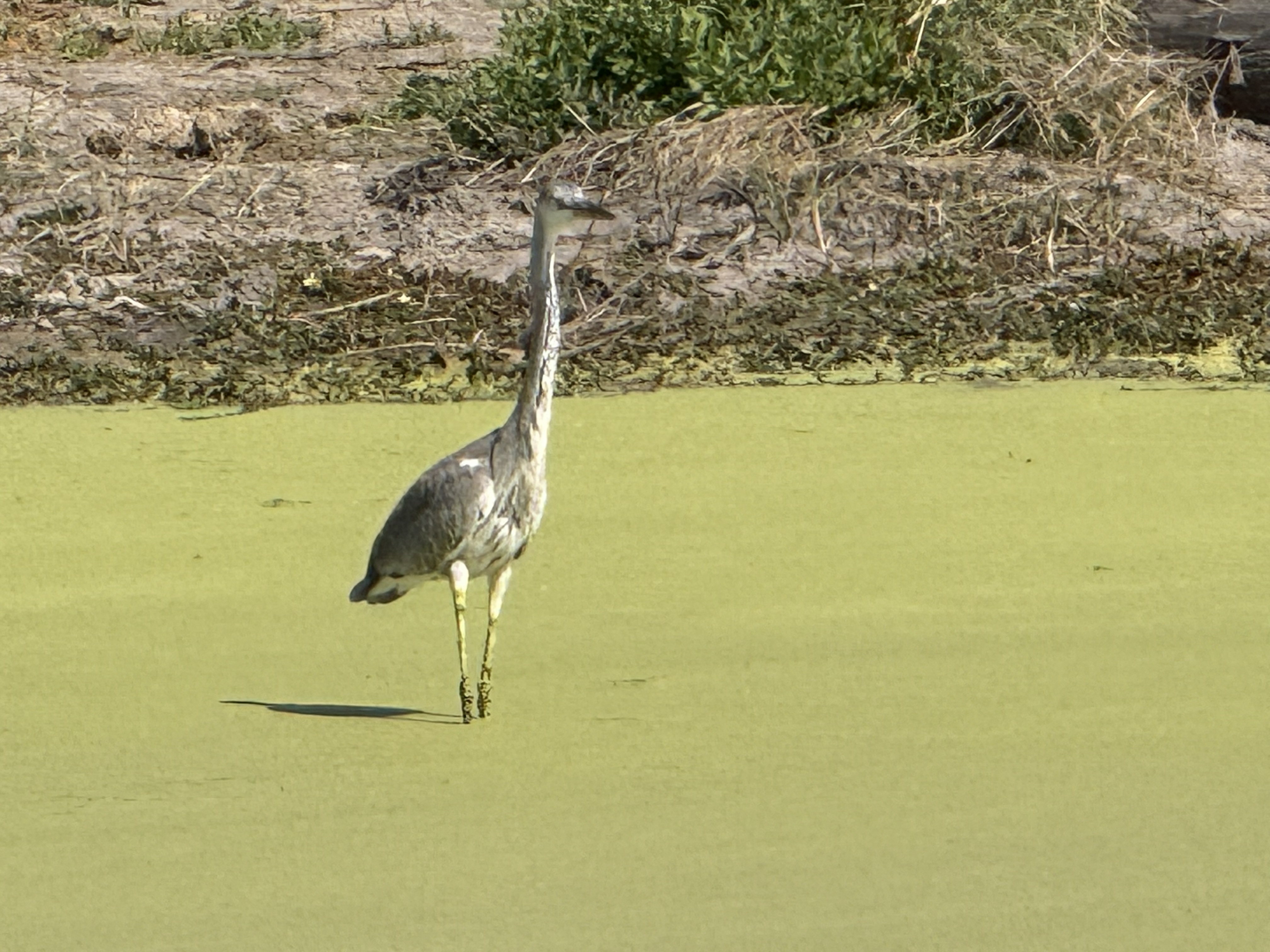 A grey heron out on the green water, standing in the patient, one-legged way that is really just fishing done slowly.