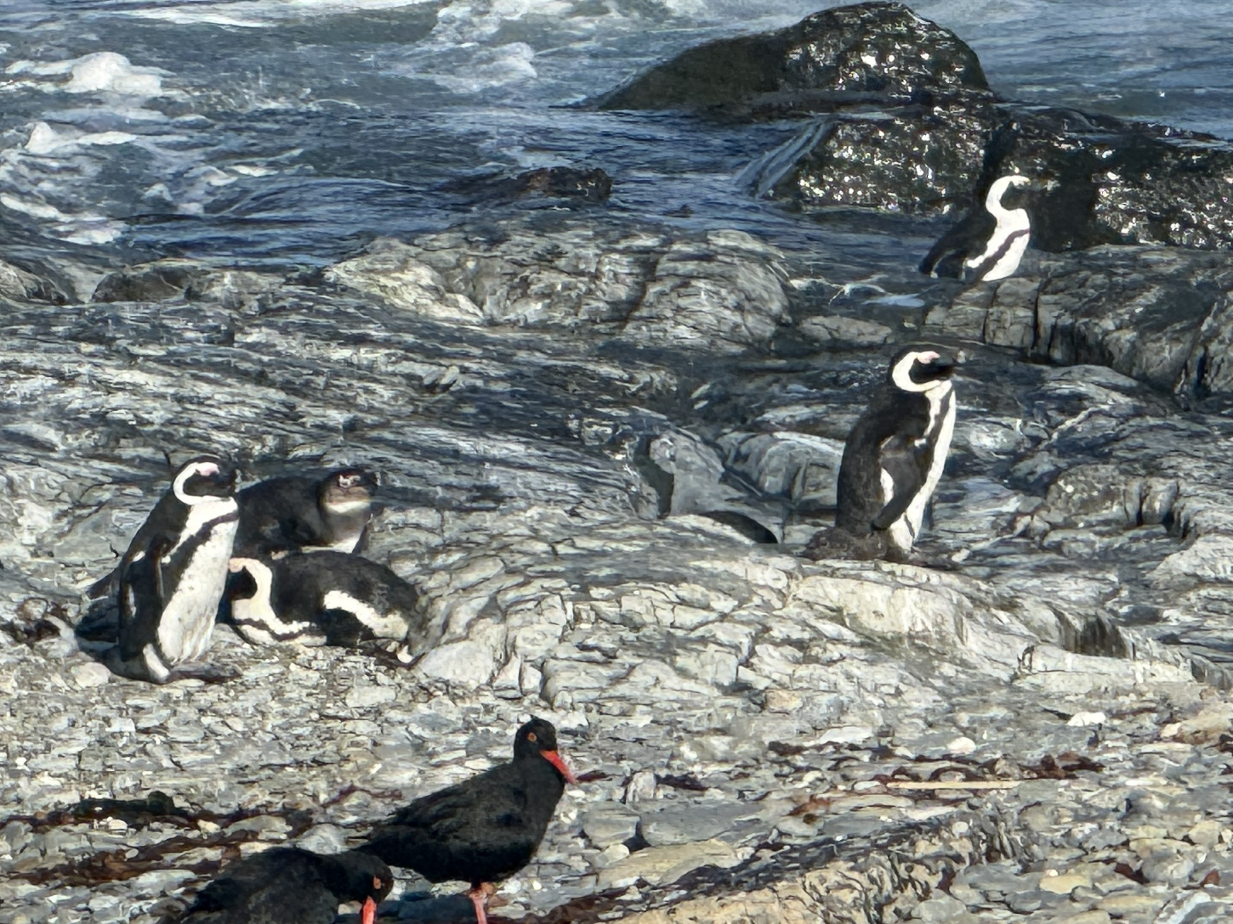 African penguins on the rocks — the island has a colony of them, and they are, absurdly and wonderfully, just going about their business a few hundred metres from one of the most s